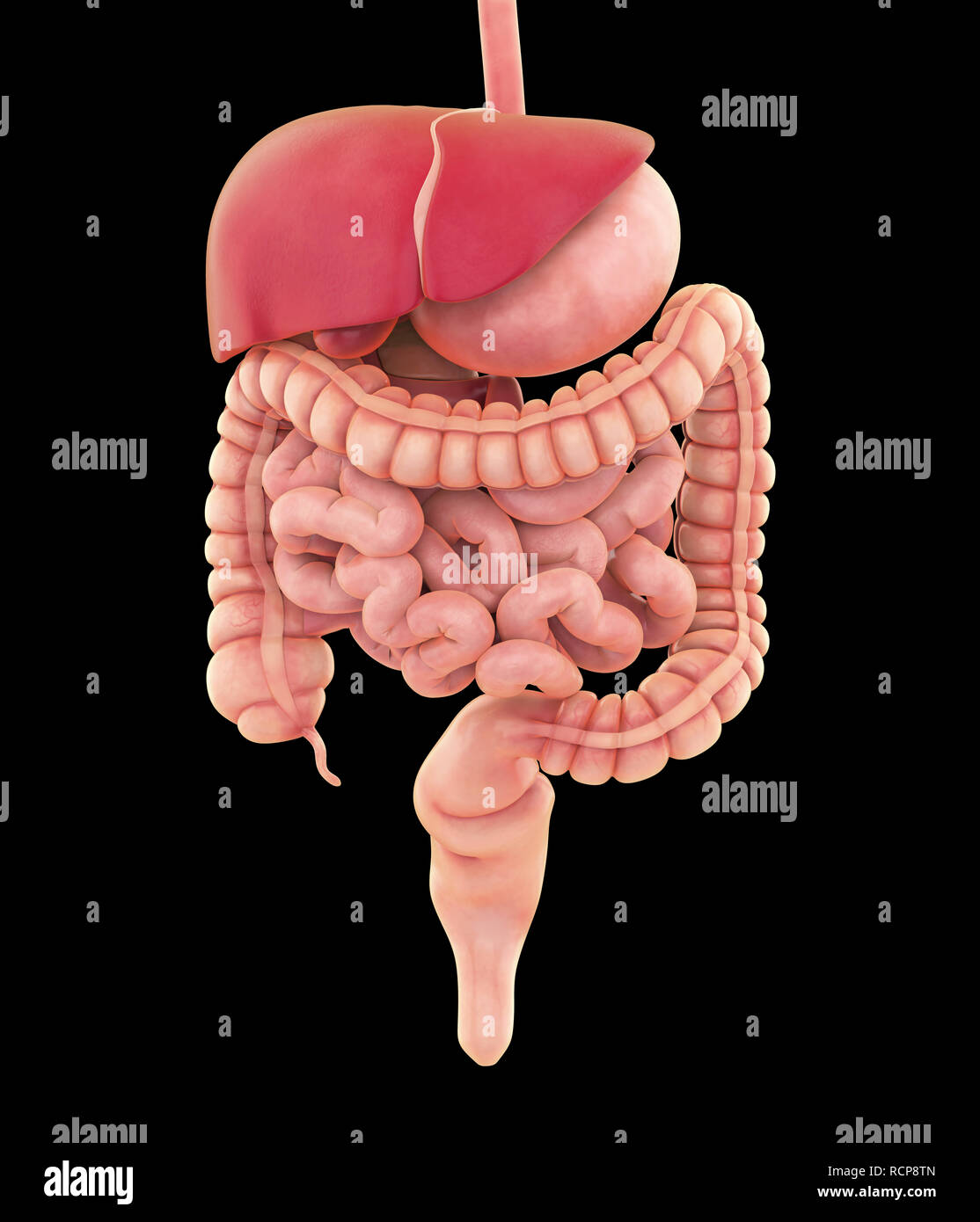Apparato Digestivo umano illustrazione Foto Stock