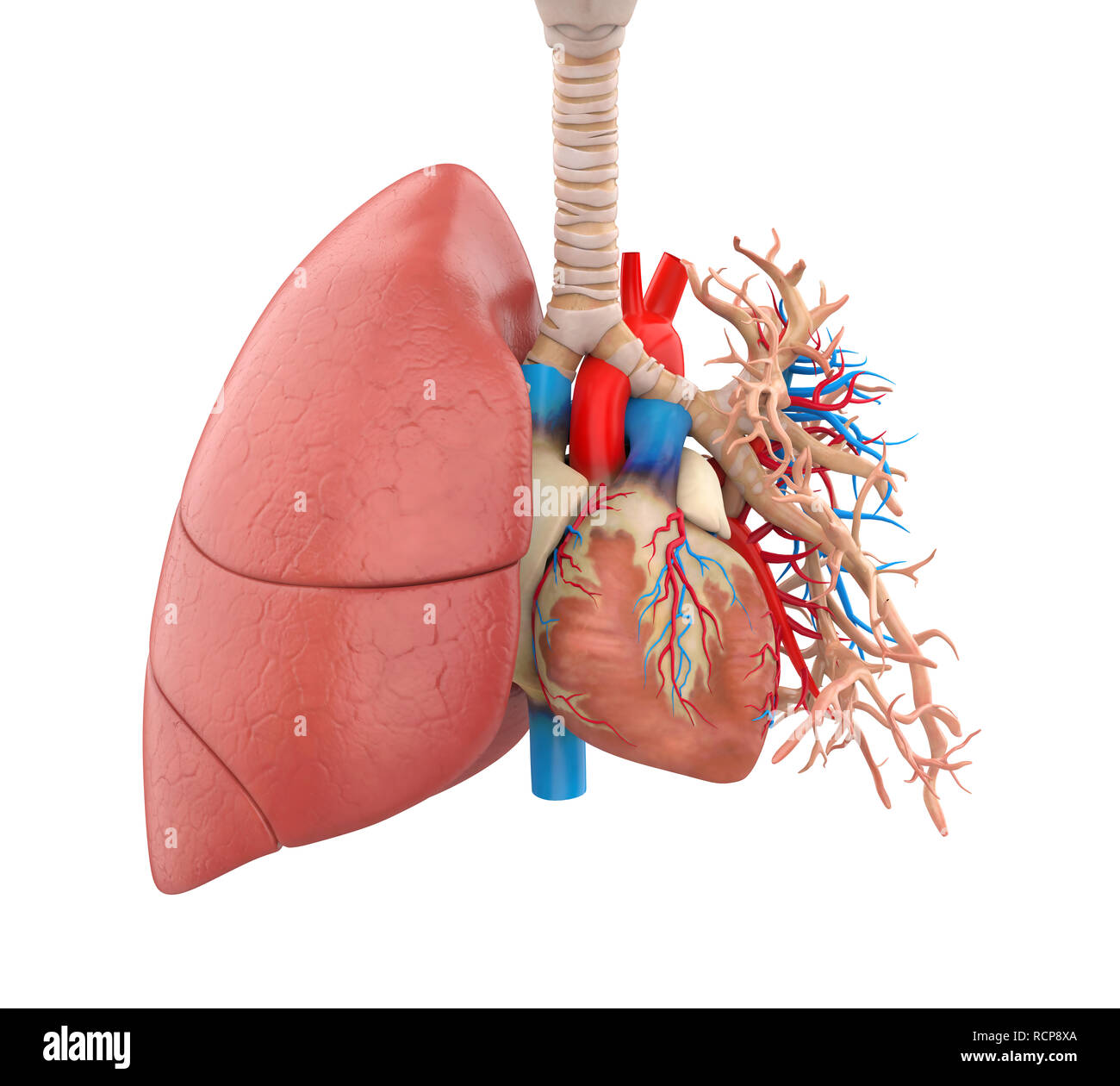 Polmoni e cuore anatomia illustrazione Foto Stock