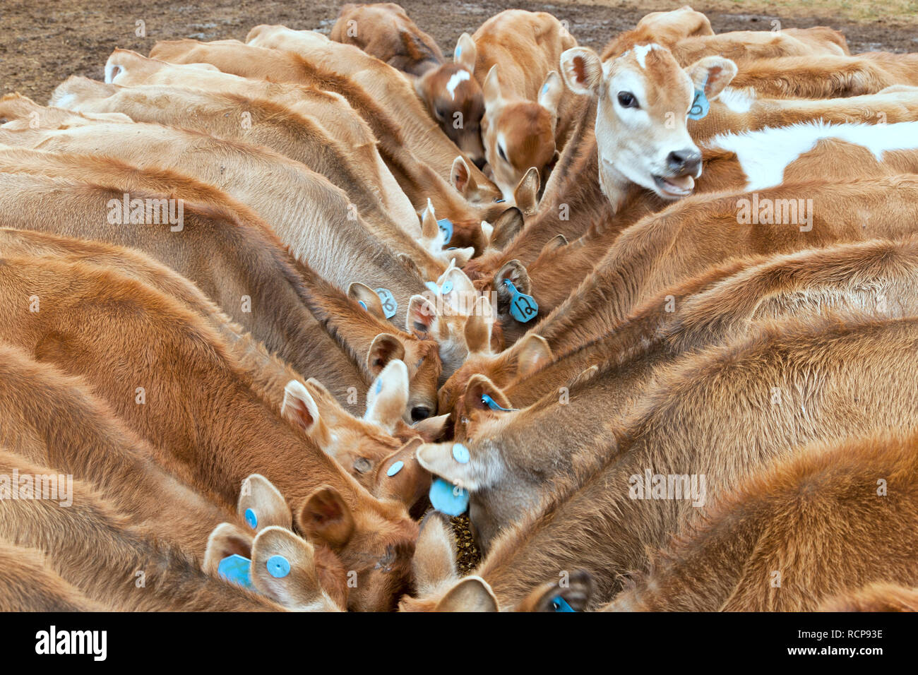 I giovani vitelli Jersey alimentare " miscela di grano", riuniti attorno a mangiatoia. Foto Stock