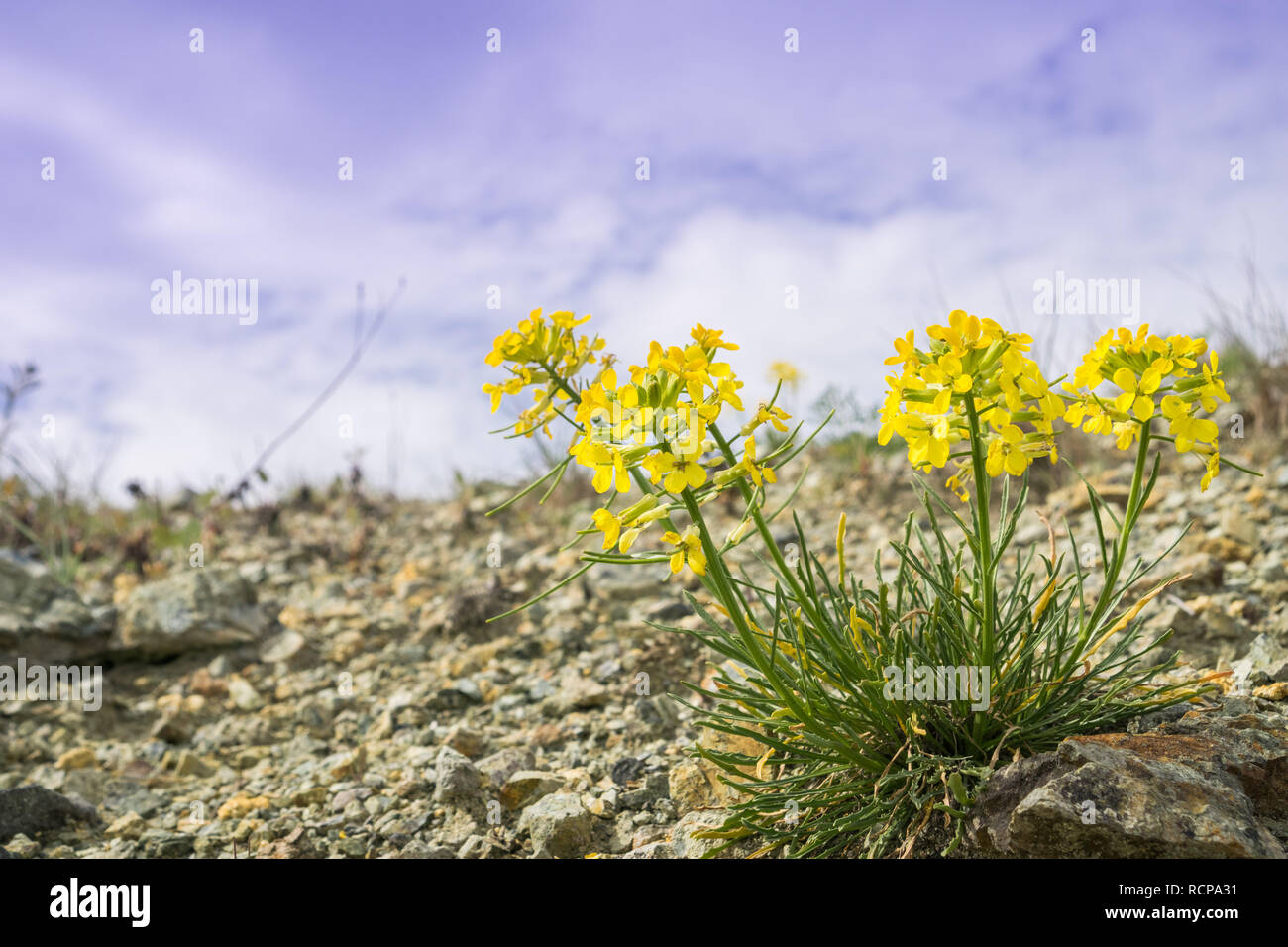 Erysimum franciscanum, comunemente noto come il francescano violaciocca o San Francisco violaciocca, endemica in California; classificati come a rischio (vulnerab Foto Stock