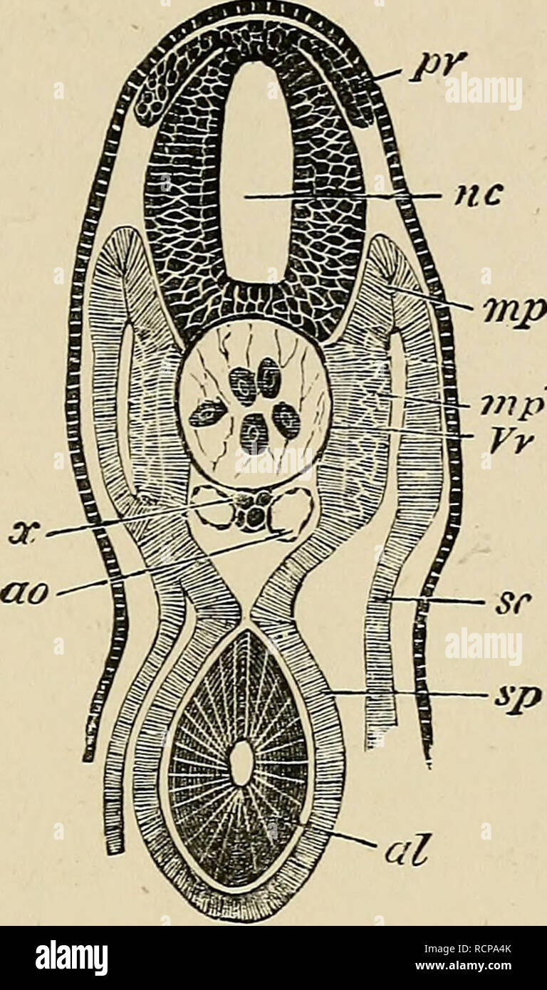 . Gli elementi di embriologia. Embriologia; embriologia. VI ] nervi spinali. ] 31 Fig. 44. pr mp. Sezione trasversale attraverso il tronco di un giovane embrione di una Dog-Fish. NC. canale neurale; pr. radice posteriore del nervo spinale ; x. sub- notochordal asta; ao. aorta; sc. mesoblast somatiche; sp. mesoblast splancnico; mp. muscolo-piastra; Mp'. porzione di muscolo-piastra convertito in muscolo ; Vv. porzione di piastra vertebrale che darà luogo a corpi vertebrali ; al. apparato digerente. È estremamente difficile decidere se il per- manent attacco del nervo posteriore-radici di midollo spinale co Foto Stock