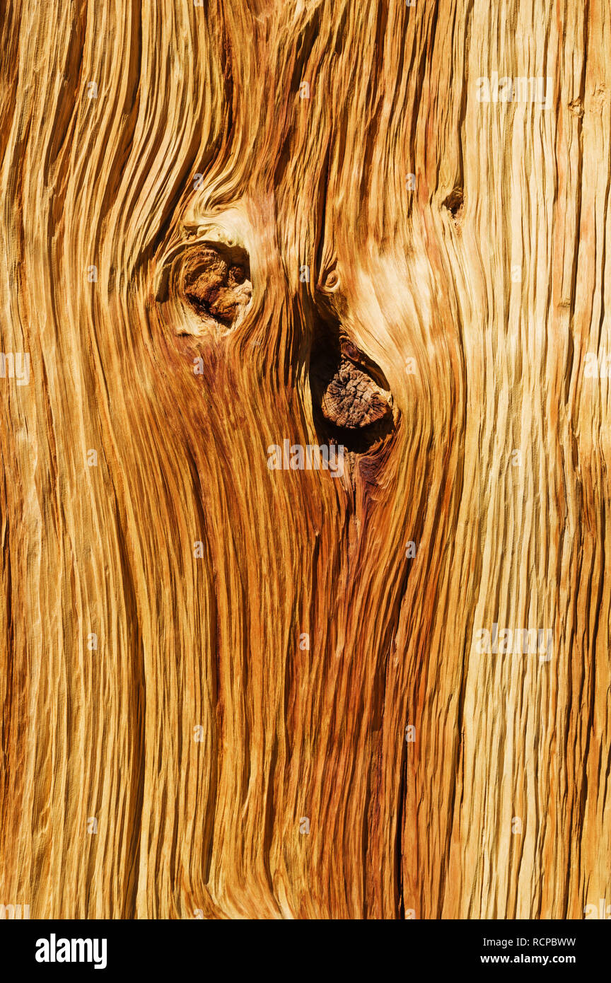 Naturalmente weathered pineta lo sfondo da un vecchio tronco di albero Foto Stock