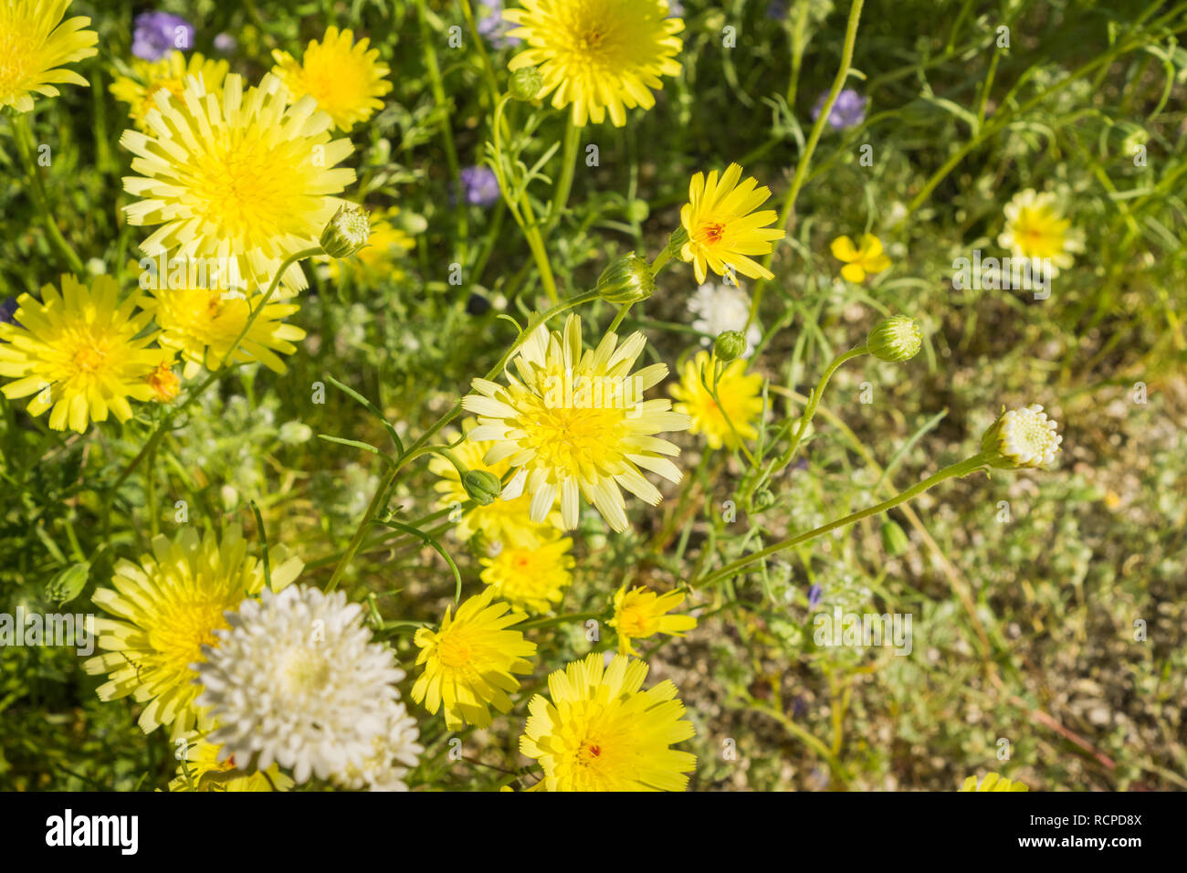 Deserto di tarassaco (Malacothrix glabrata) che fiorisce in Anza Borrego Desert State Park, San Diego County, California Foto Stock