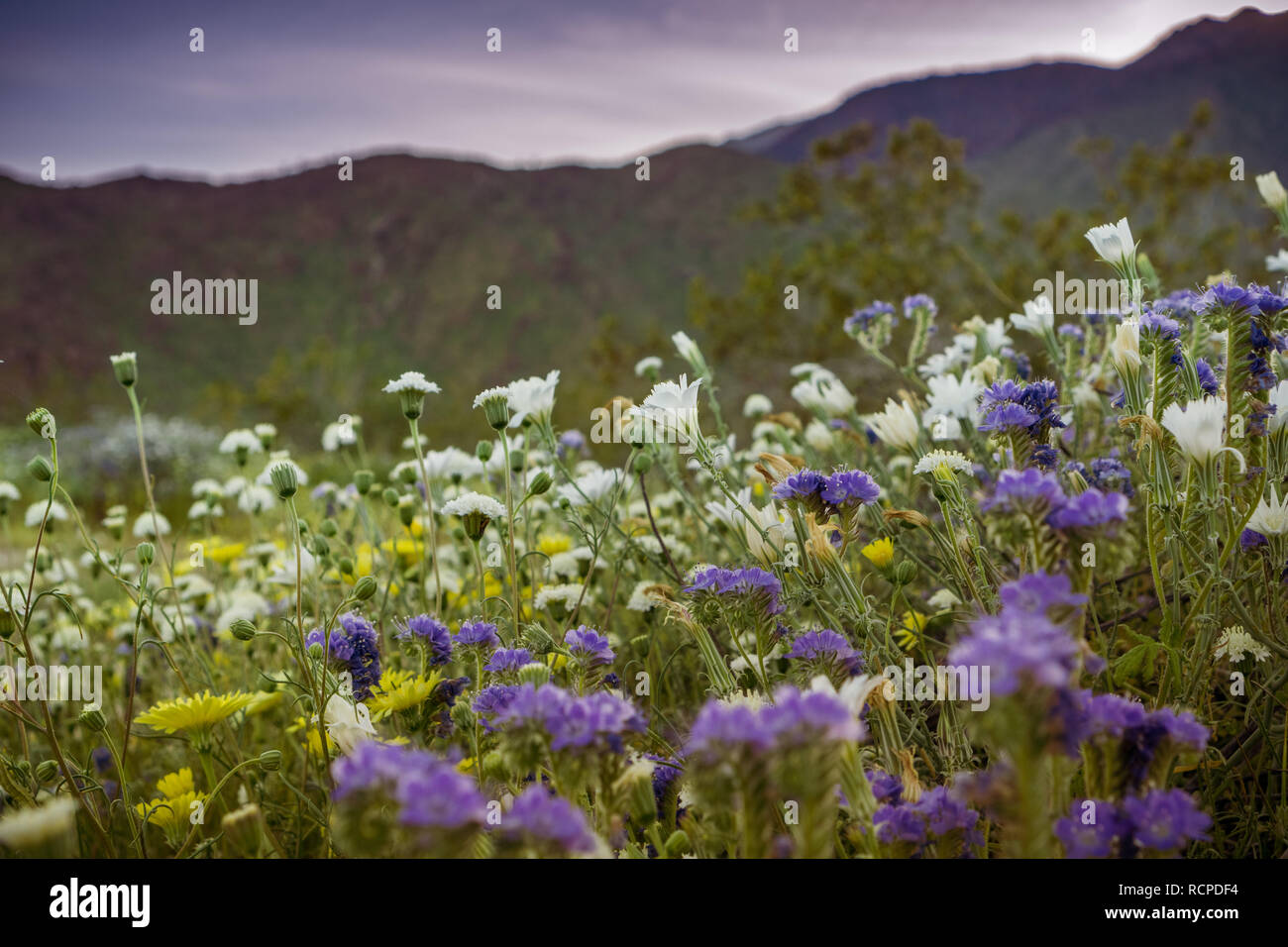 Paesaggio al tramonto in Anza Borrego Desert State Park durante una molla super bloom, California Foto Stock