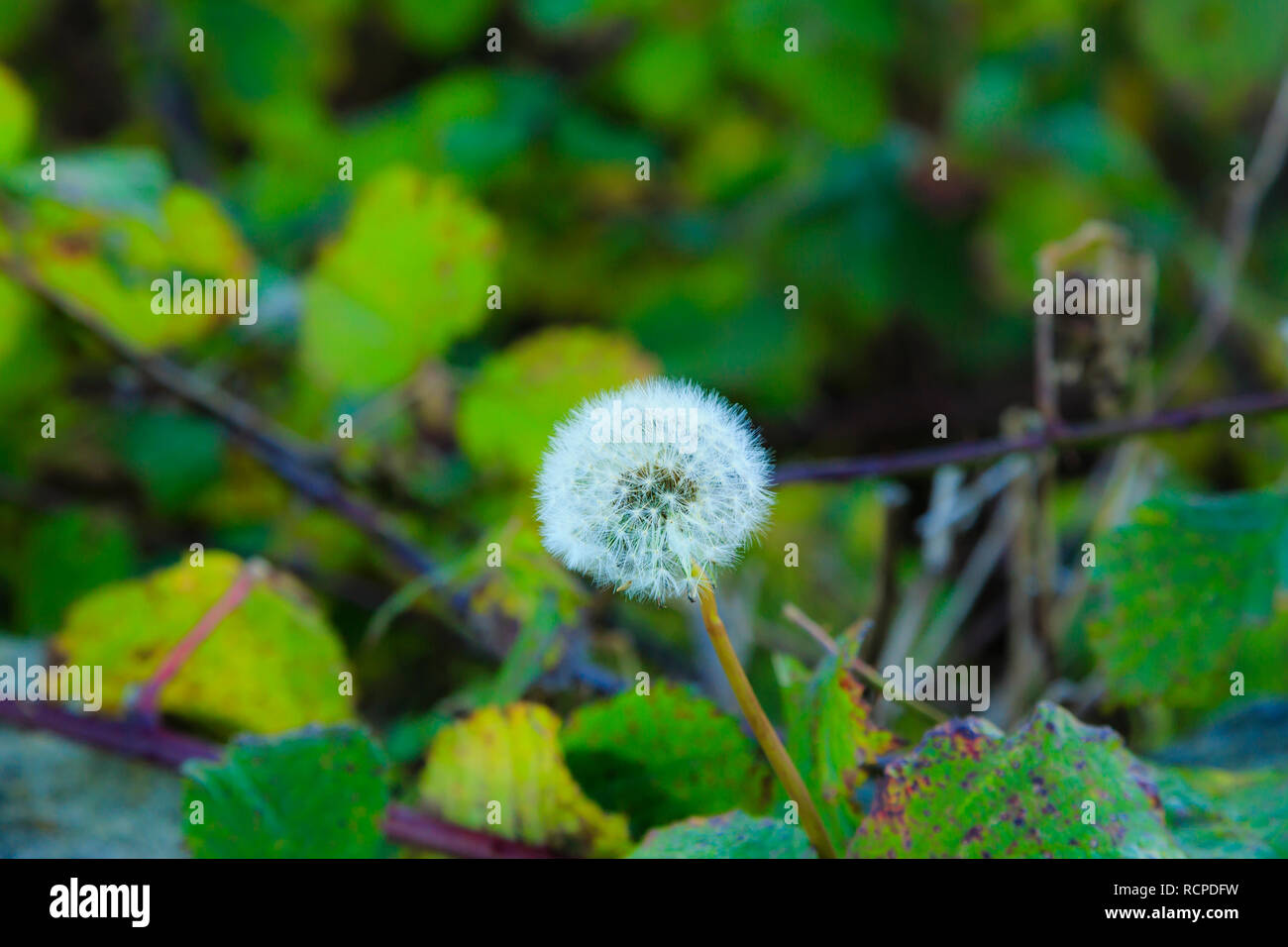 Dandellion, utilizzato in medicina tradizionale cinese per oltre mille anni. Foto Stock