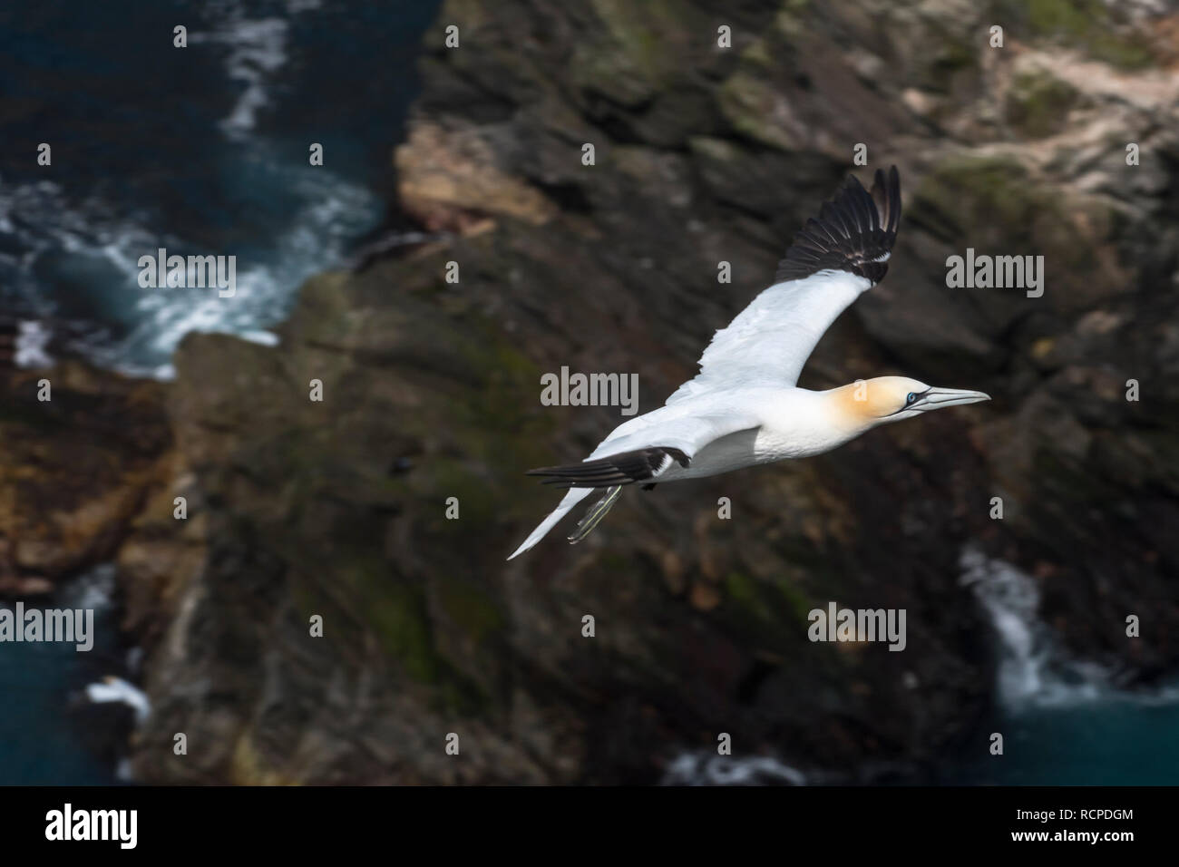 Northern gannet (Morus bassanus) in volo soaring lungo la scogliera sul mare sulla costa scozzese, Scotland, Regno Unito Foto Stock