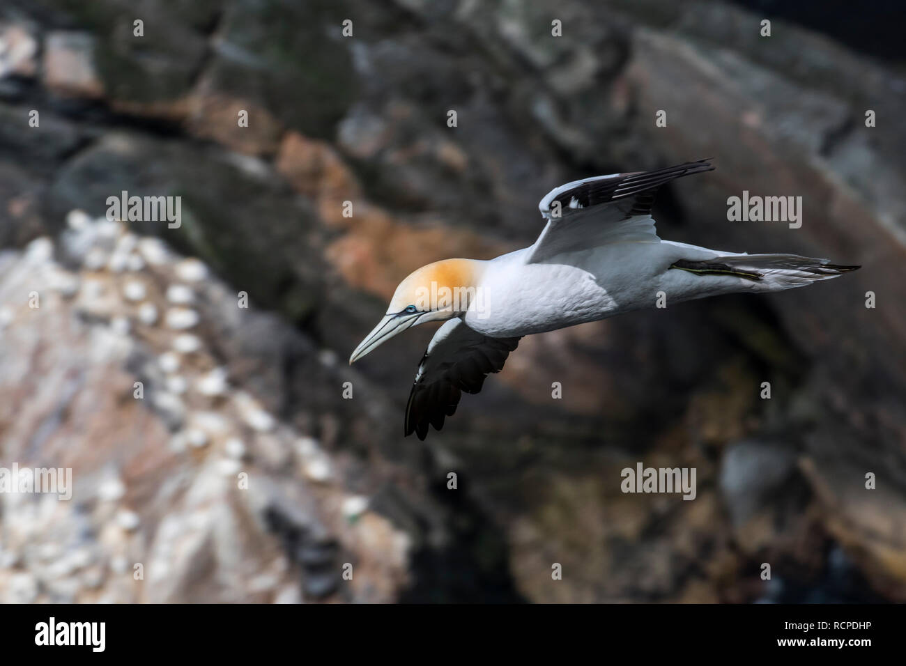 Northern gannet (Morus bassanus) in volo soaring lungo la colonia di pinguini nella scogliera sul mare sulla costa scozzese, Scotland, Regno Unito Foto Stock