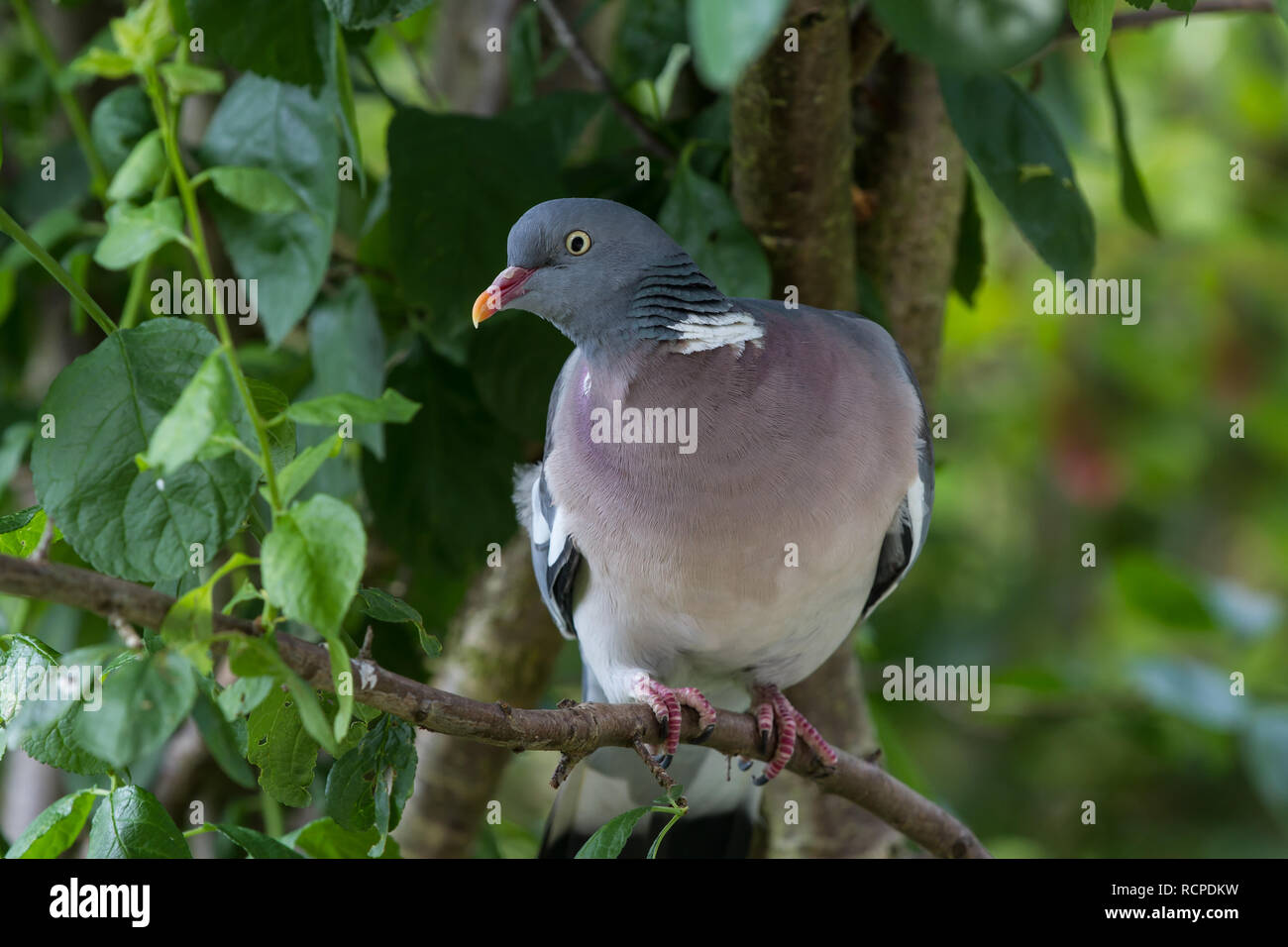 Woodpigeon. Columba palumbus. Singolo adulto in alberi da frutto. L'estate. Isole britanniche. Foto Stock