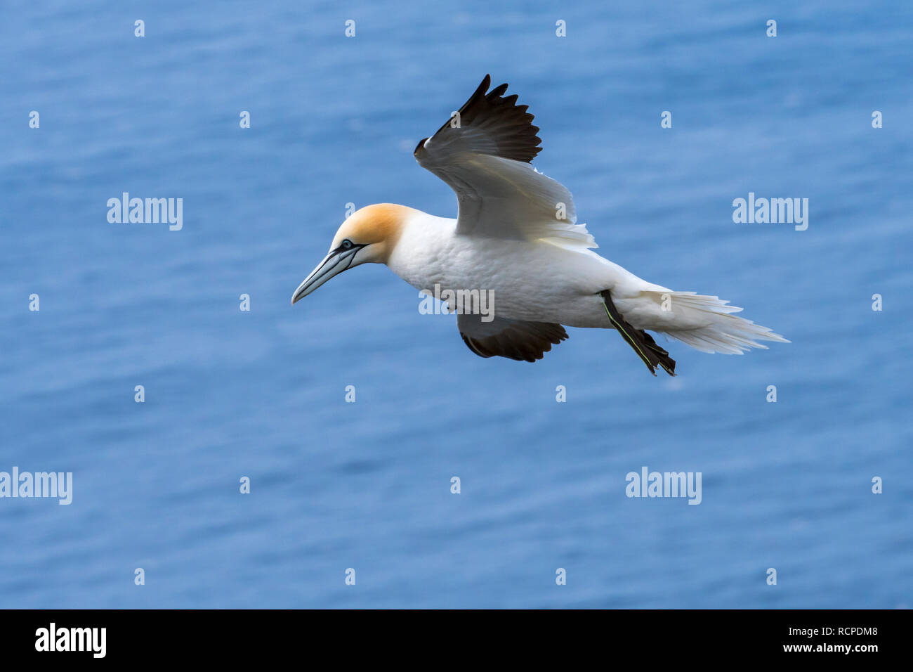 Northern gannet (Morus bassanus) in volo volare oltre oceano lungo la costa scozzese, Scotland, Regno Unito Foto Stock