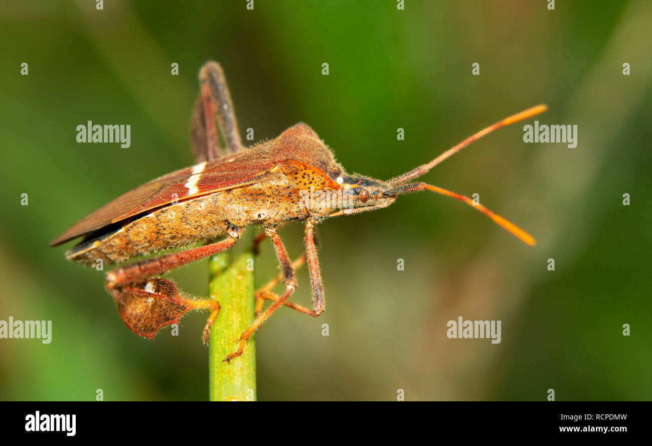 Foglia orientale-footed bug su una levetta di finocchio Foto Stock