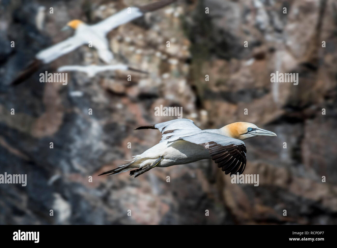 Northern gannet (Morus bassanus) in volo soaring lungo la colonia di pinguini nella scogliera sul mare sulla costa scozzese, Scotland, Regno Unito Foto Stock