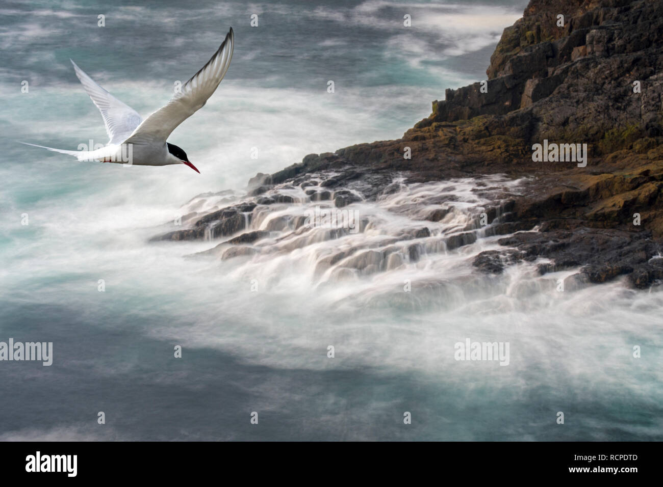 La migrazione di Arctic Tern (sterna paradisaea) volare sopra le onde che si infrangono sulle rocce della scogliera sul mare in primavera, isole Shetland, Scotland, Regno Unito Foto Stock