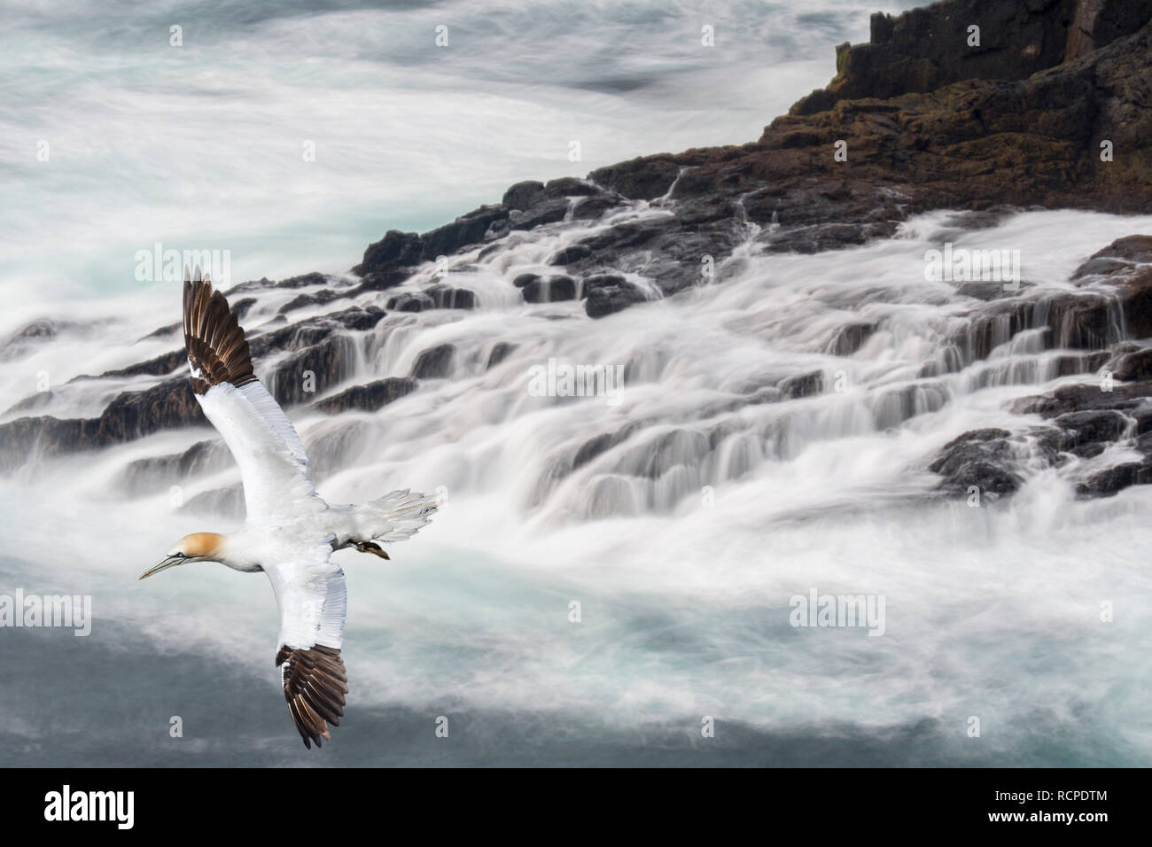 Northern gannet (Morus bassanus) volare sopra le onde che si infrangono sulle rocce della scogliera sul mare in primavera, isole Shetland, Scotland, Regno Unito Foto Stock