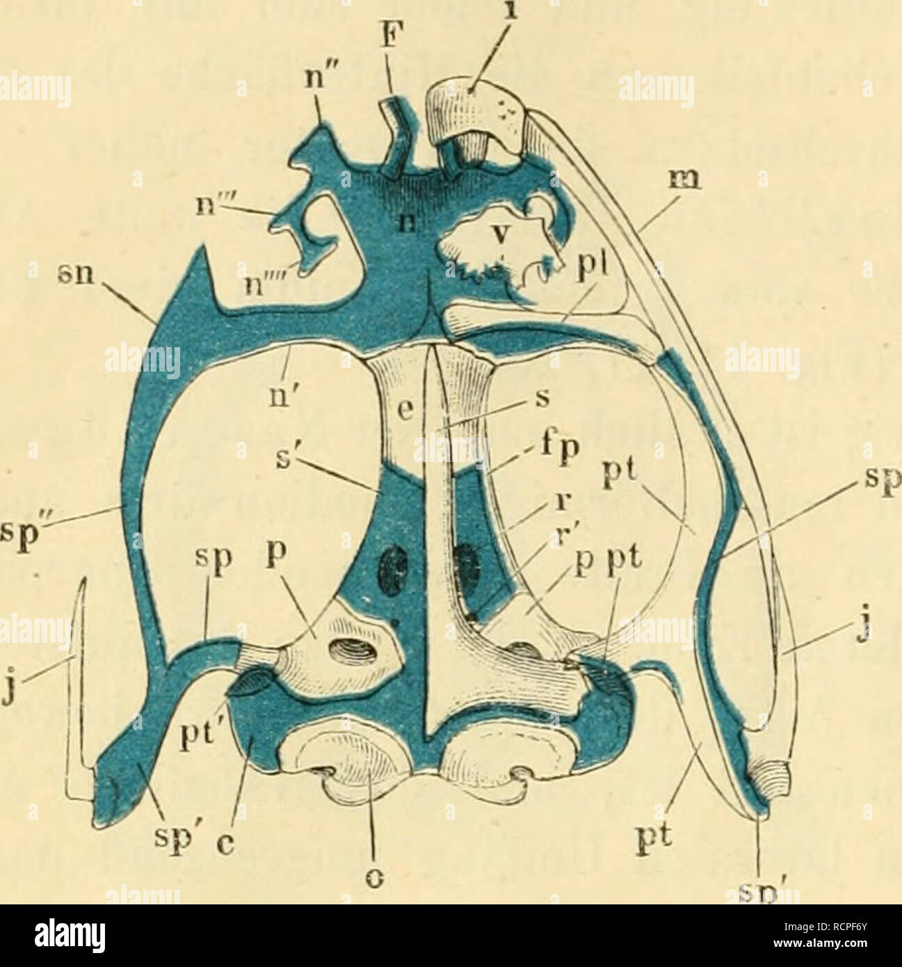 . Die anatomie des Frosches; ein Handbuch fÃ¼r Physiologen, Ãrzte und Studire. 36 tb Quadra e i u. Gesichts- knochen. Quadrat- buin.. c) Die Seitenwand der Schädelkapsel ist zum grösseren Tlieil nur von Knorpel gebildet. Dieser Knorpel füllt den Kaum zwischen ossa fronto-parie- talia oben, dem unten Keilbein, der sogenannten cäa magna des Felsenbeins hin- dieci und dem dlimoidenm os nach vorn aus und enthält in seinem hinteren Abschnitt ein Loch (f), durch wel- ches der nermis opticus aus- tritt, und hinter diesem ein kleineres (r' ) für den ner- uhducens VHS. Die Längen- ausdehnung dieses Knorp Foto Stock