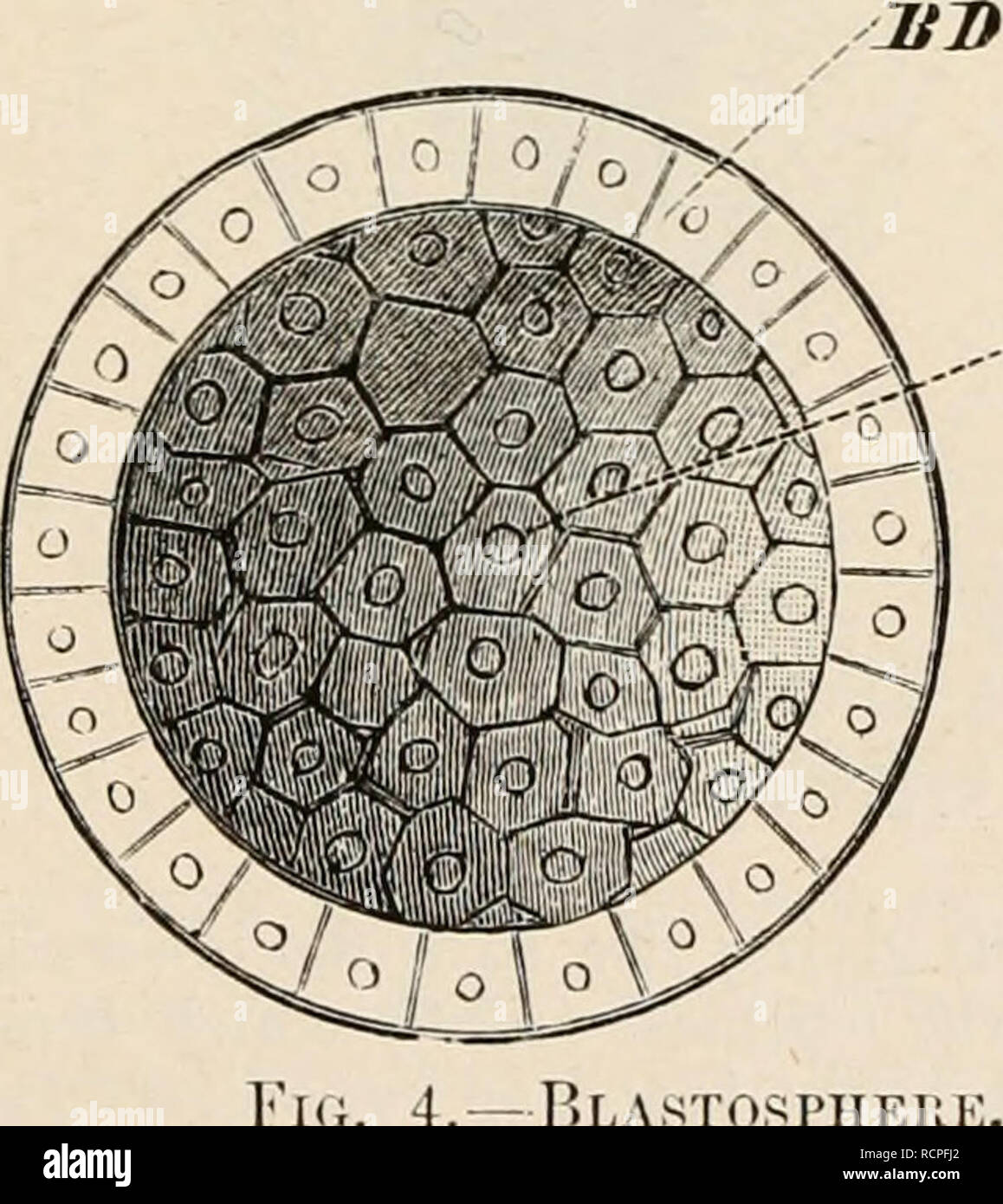 . Elementi di anatomia comparata dei vertebrati. Anatomia, comparativo; vertebrati -- anatomia. La fio. 3.-Schema OP UN SBGMENTRD MEIIOBLASTIO OVUM. Bin, blastoderm ; T&GT;n, tuorlo. a una singola cella, una massa di cellule è formata, che rappresenta la costruzione materiale del corpo animale e che dalla sua somiglianza in apparenza un gelso, ne parla come di un morula.1. .-FH ;. 4.-BLASTOSPHEUK. 7?/&GT;, blastoderm : FH, cavità di segmentazione. All' interno di questa morula una cavità (cavità di segmentazione) riempito con fluido viene formata e la morula è ora parlato di come il blastosphere blastula o. Foto Stock