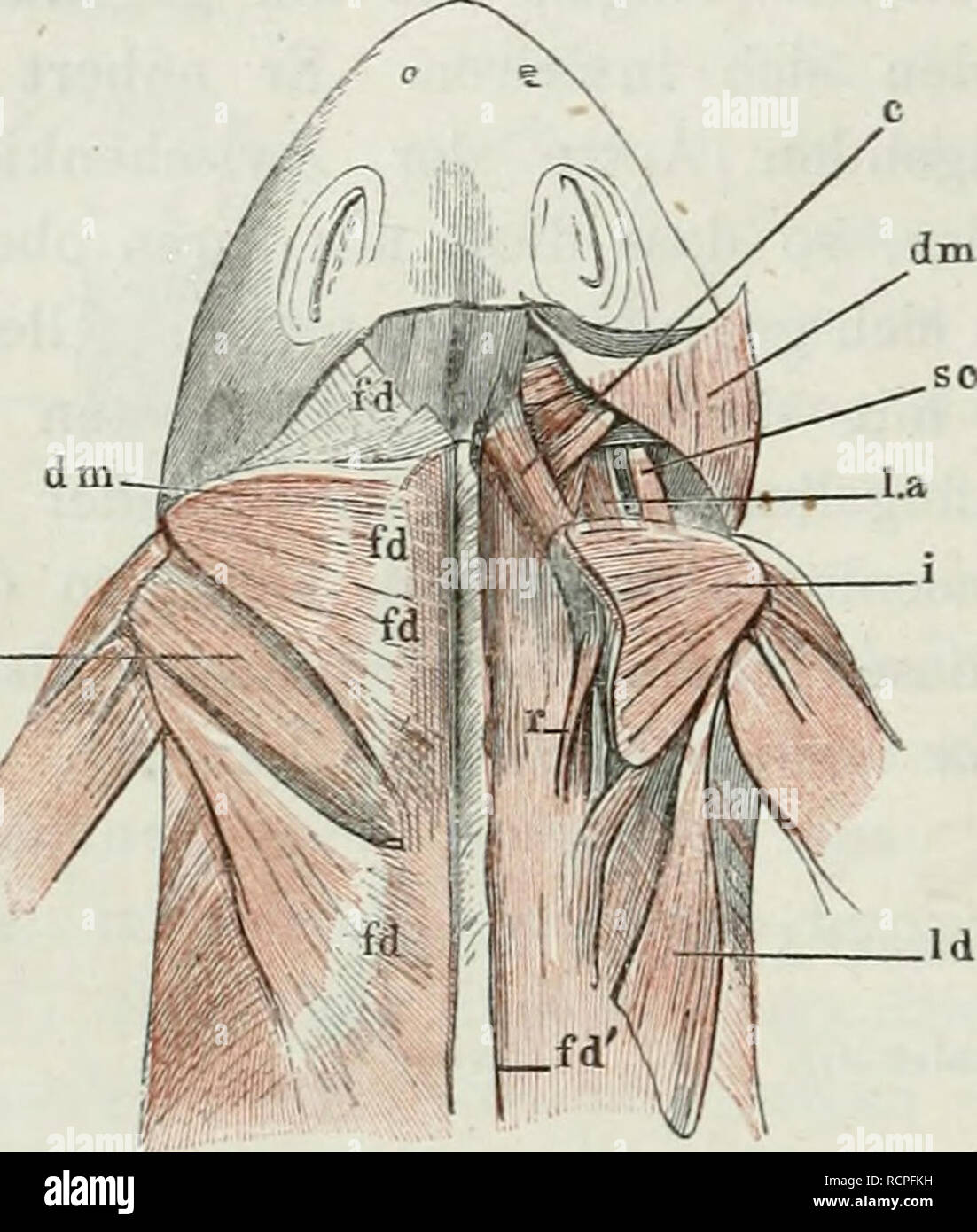 . Die anatomie des Frosches : ein Handbuch,. 72 Muskeln des Unterkiefers. 3. Muskeln des Unterkiefers. m.depressore 13. m. dcpressoT maxillac inferioris, Carus, Zenker max. inf. ^ ./ ' ' (Fig. 56, 57, 64 dm'). Cuvier, 1. c. II, 141, digastrico. Duges, sus-occipito-dorso-angulaire, 32. Ein miglior, dreieckiger, oben breiter, nach unten sich zuspitzen- der Muskel, welcher oben zwischen Kopf und Schulterblatt liegt, p. gg Er entspringt mit zwei Portio- nen, die eine grössere von der scudo dorsälis (fd), wel- che morire scapola deckt und sich nach mediani- und rückwärts über die Eückenmuskeln, nach v Foto Stock