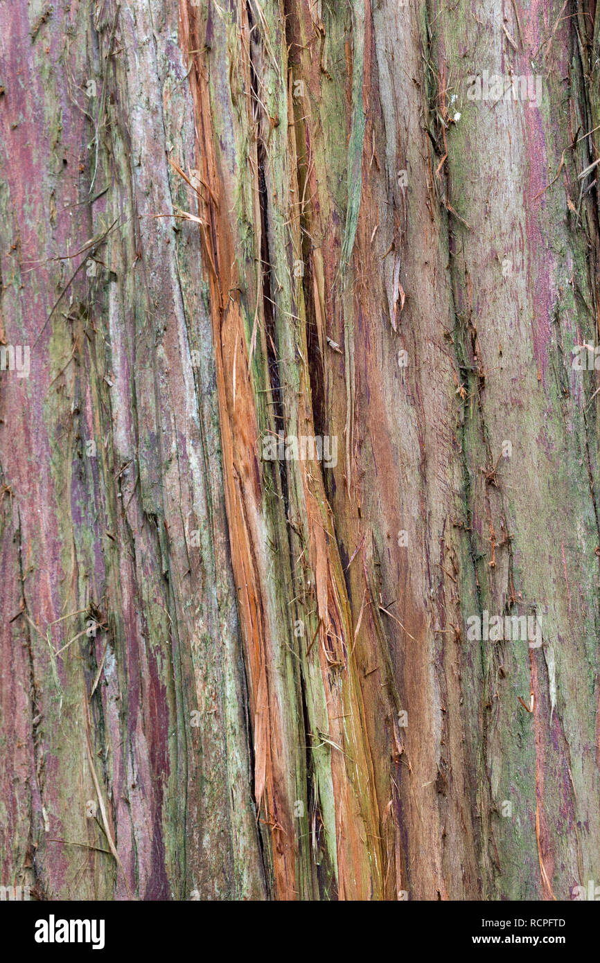 Close up della sfaldatura tronco di albero corteccia di Juniperus recurva var coxii -spioventi Juniper Foto Stock