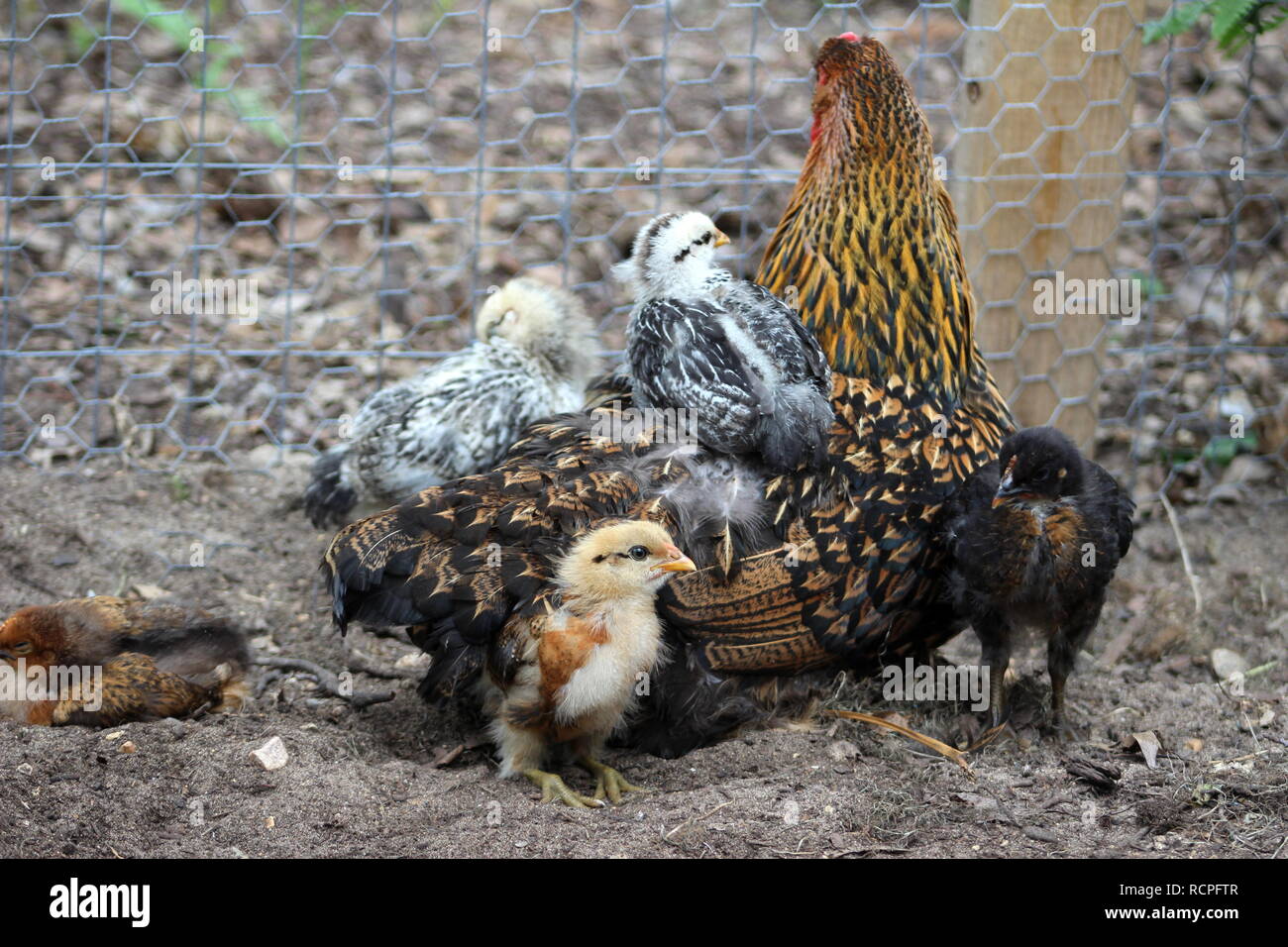 Pulcini su e intorno al loro chioccia Foto Stock