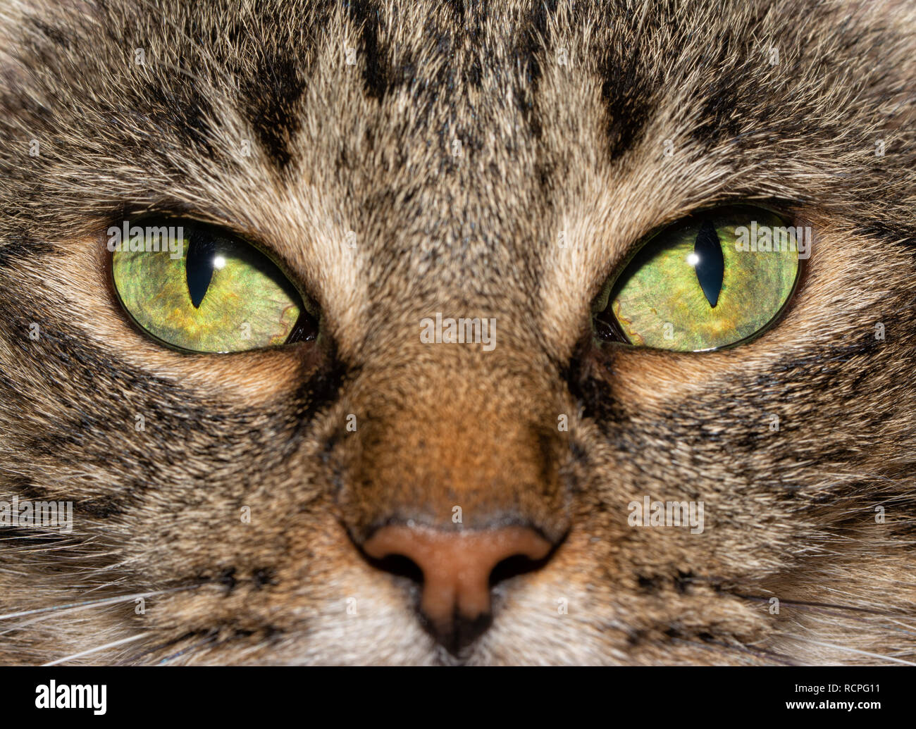 Close-up immagine di un brown tabby cat gli occhi, con un grave guardare il viewer Foto Stock