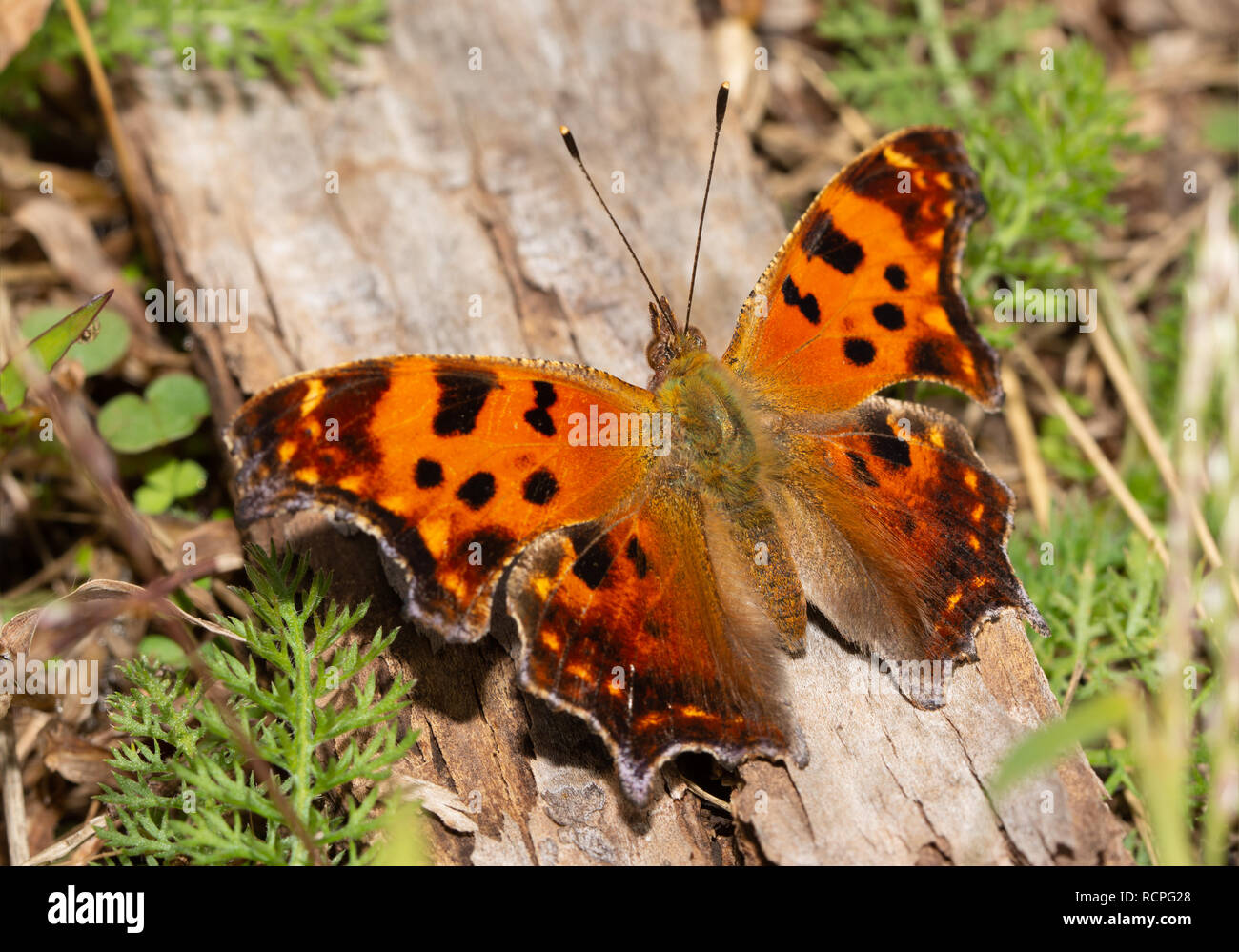 Polygonia virgola, orientale virgola butterfly ensoleillement su un pezzo di legno su un tardo autunno il giorno Foto Stock