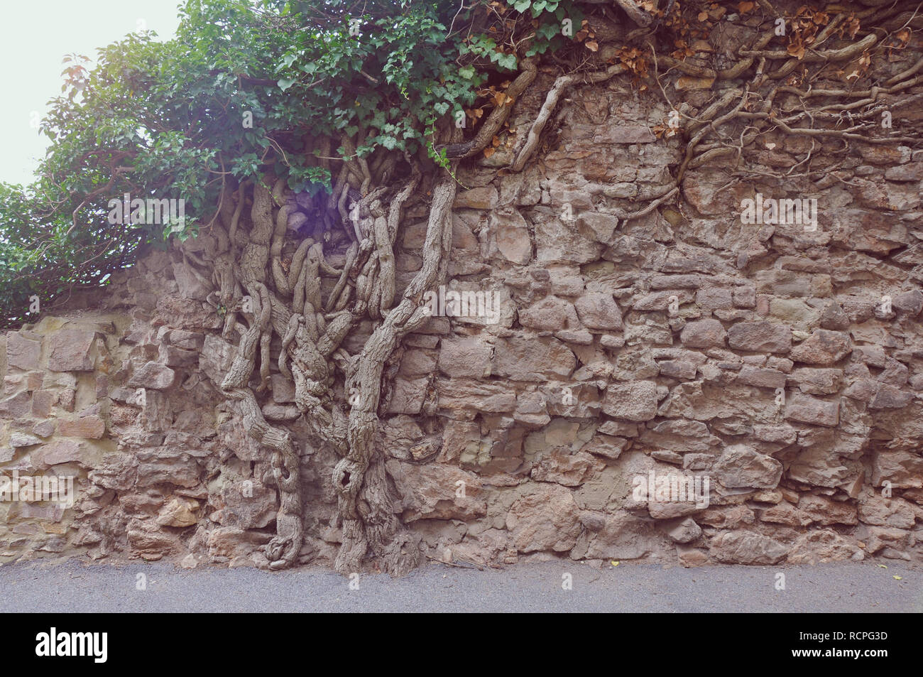 Antica luce marrone rossiccio e muro di mattoni ricoperta da un albero da jziprian Foto Stock