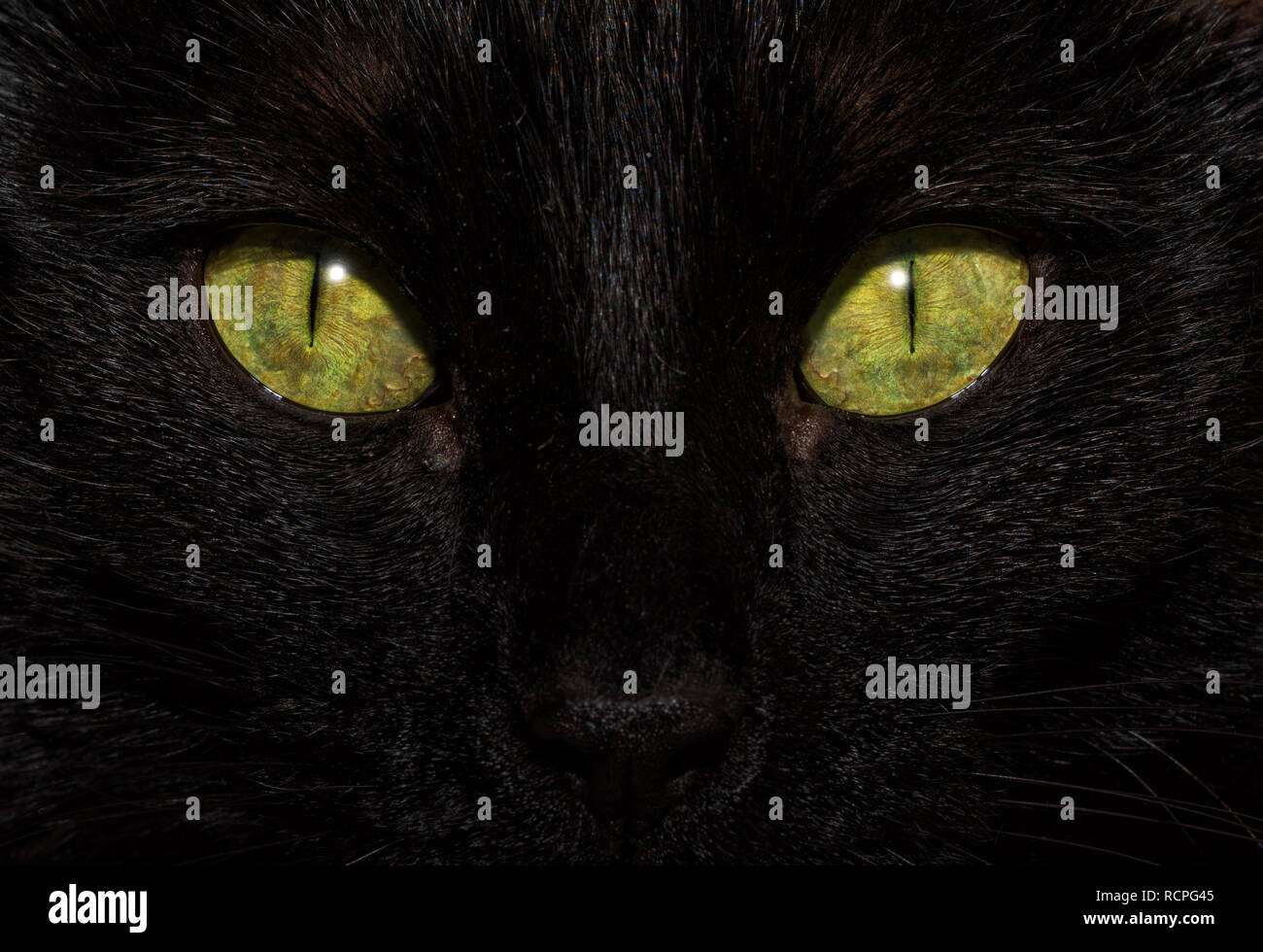 Close-up immagine di un gatto nero gli occhi, con un intensa e guardare il viewer Foto Stock