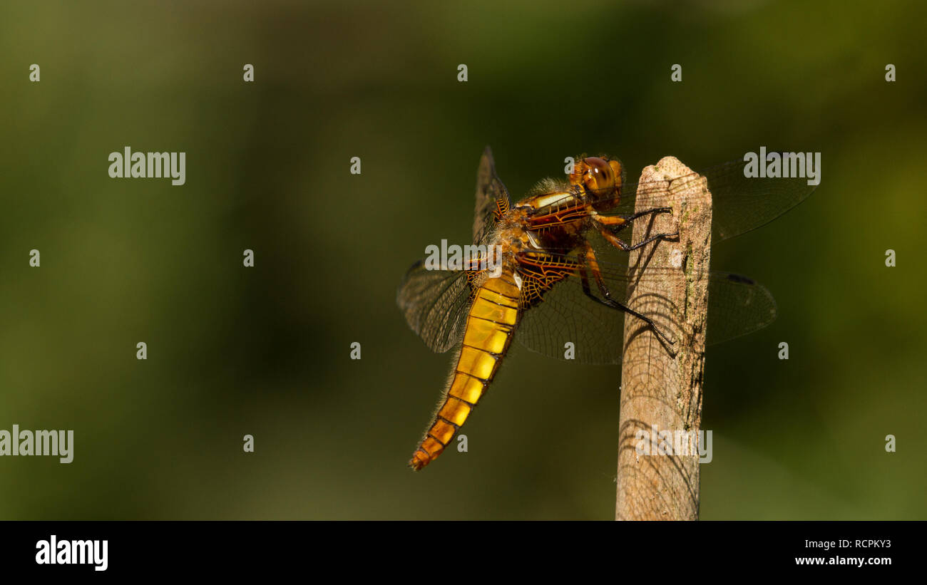 Libellula Foto Stock