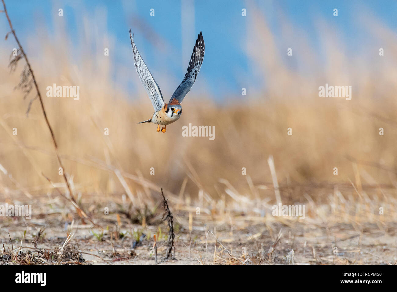 American gheppio volo Foto Stock