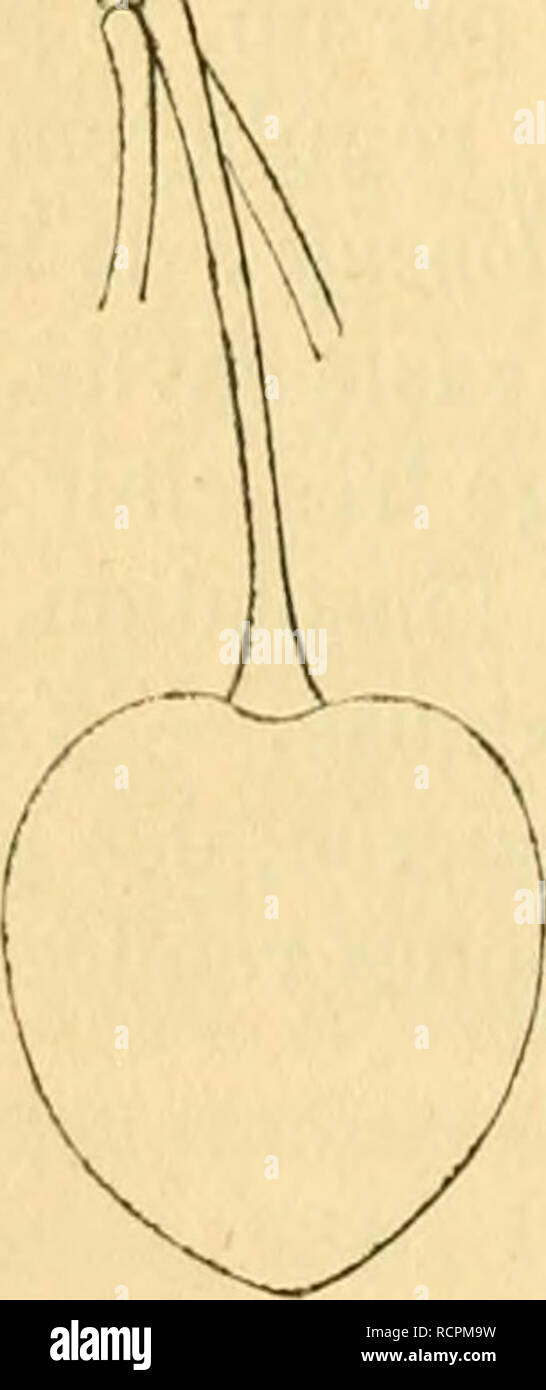 . Dictionnaire de pomologie, contenant l'histoire, la descrizione, la figura di frutti des Anciens et des frutti modernes les plus gÂ©nÂ©ralement connus et cultivÂ©s. Frutti-coltura. 320 (iUI [guigne coe â cou] Cerisier. de Middletown, localitÃ© du Connecticut, et portait le nom de son obtenteur, M. Curtis CoÃ©. Elle est Chez moi depuis 1864. Cerise GUIGNE COE trasparente. Â Synonyme de Guigne CoÃ©. Voir ce nom. Cerise GUIGNE CÅUR DE PIGEON NOIR. Â Synonyme de Guigne Noire comune. Voir ce nom. Cerise GUIGNE CÅURET DE HARRISSON. Â Synonyme de ciliegie duracine Blanc {Gros-). Voir ce nom. Cerise GUIGNE C Foto Stock