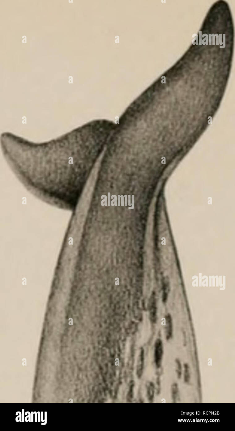 . Deuxième expédition antarctique francaise (1908-1910). Storia naturale -- Antartide; spedizioni scientifiche -- Antartide; Antartide. M. Si prega di notare che queste immagini vengono estratte dalla pagina sottoposta a scansione di immagini che possono essere state migliorate digitalmente per la leggibilità - Colorazione e aspetto di queste illustrazioni potrebbero non perfettamente assomigliano al lavoro originale. La Francia. Ministère de l'Education nationale; Expédition antarctique francaise (2a : 1908-1910); Charcot, Jean, 1867-1936; Joubin, L. (Louis), 1861-1935. Paris : Masson Foto Stock