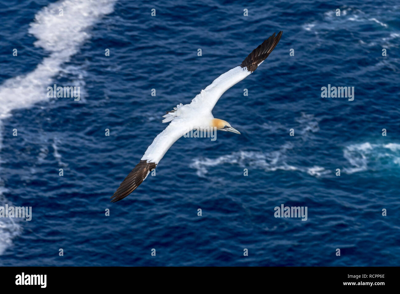 Northern gannet (Morus bassanus) in volo volare oltre oceano lungo la costa scozzese, Scotland, Regno Unito Foto Stock