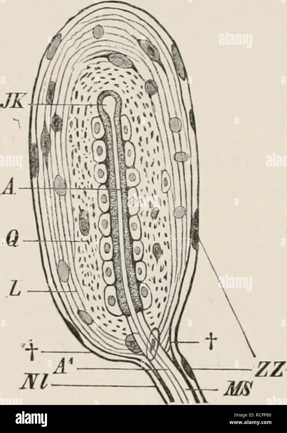 . Elementi di anatomia comparata dei vertebrati. Anatomia, comparativo; vertebrati -- anatomia. FIG. 138.-Un corpuscoli tattili (end-lampadina) da congiuntiva di un mammifero. , Nervo (l'neurilemma di cui a t diventa continuo con gli investimenti dei corpuscoli tattili ; K, K, nuclei in investimenti; Nt la terminazione a spirale del nervo (asse-fibra) passando per la sensazione tattile di cellule (T, T). Nl FIG. 139.-Un corpuscoli PACINIAN FI:HM THK DKAK dell'anatra. (Dopo J. Carriere.) ZZ, cellule di stagno; nervo-guaina ; L, longitudinale nnd Q, strati circolari dell'in- lamelle di vesting ; JK, centrale k Foto Stock