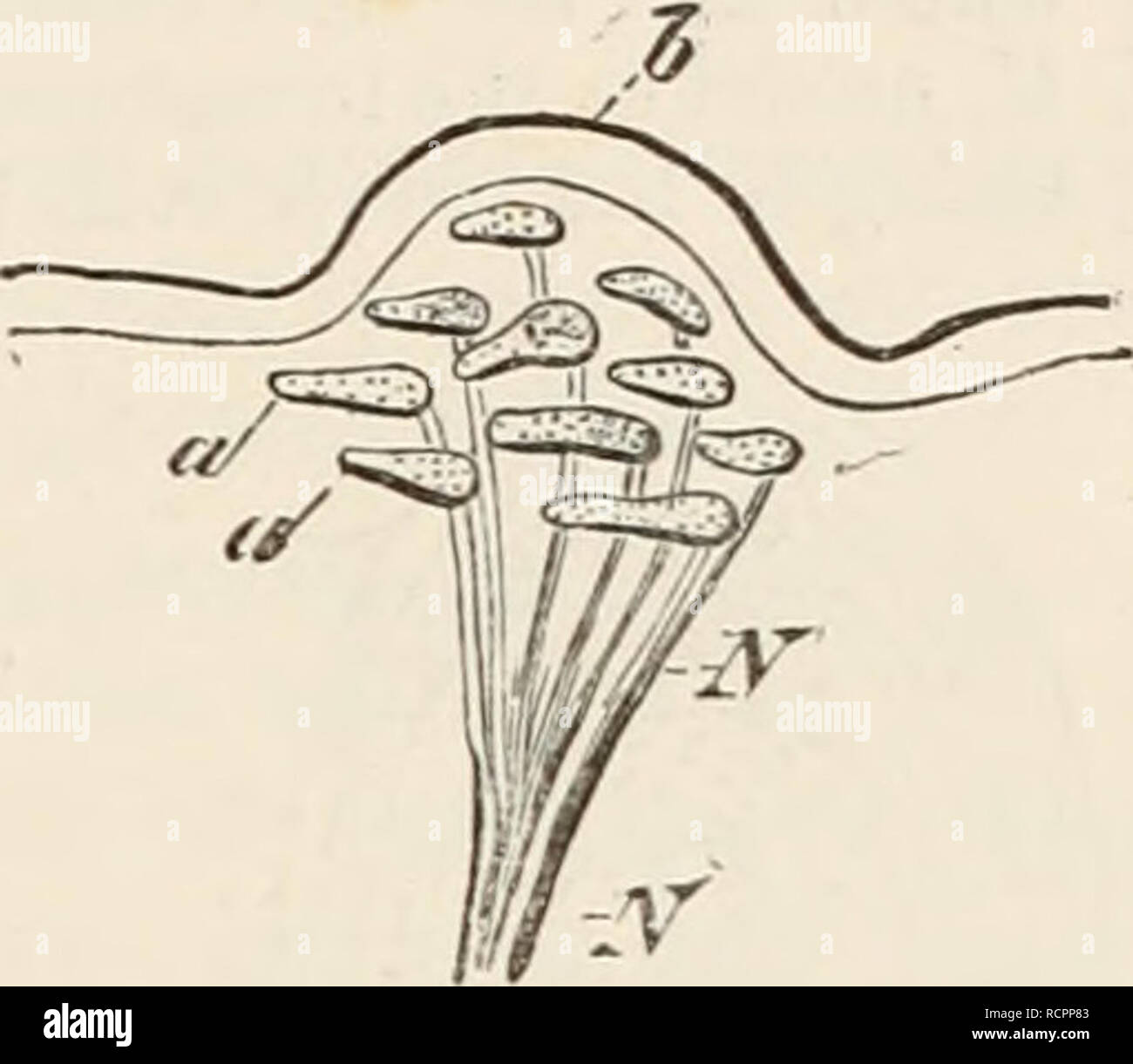 . Elementi di anatomia comparata dei vertebrati. Anatomia, comparativo; vertebrati -- anatomia. Contatto con gli organi di senso del tegumento. 167 Queste strutture funzione dal Amphibia in poi come organi del gusto, mentre nei pesci essi forse servire come organi tattili. Quest'ultima funzione è naturalmente impossibile in quei casi in cui esse diventano un po' ritirato verso l'interno dalla superficie libera dell'epitelio, come è il caso con quelli situati sulla lingua, dove essi possono soltanto essere raggiunta dal fluido che passa nella loro. II. Terminale di cellule ganglionari. Queste strutture non sono direttamente collegati con il Foto Stock