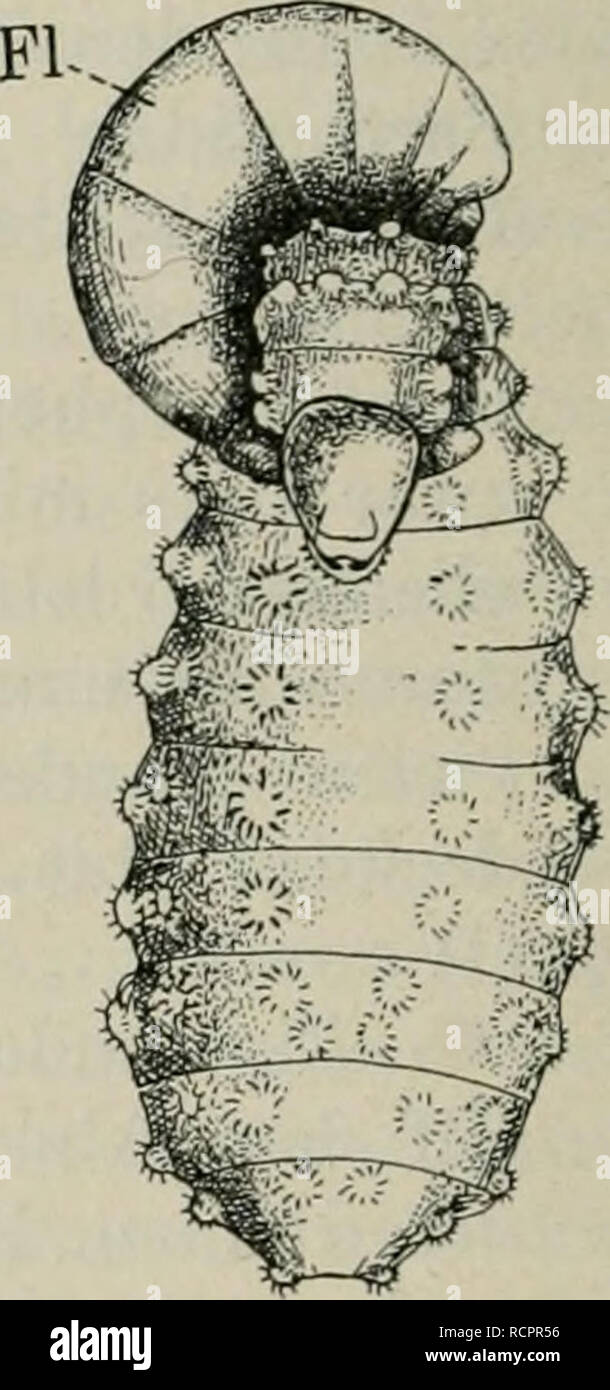 . Die Ameise. Schilderung ihrer Lebensweise. Le formiche. Verschiedene Ektoparasiten der Ameisen. Un AntennophoruH an der Unterseite des Kopfes eines Lasius-^ sitzend (nach Janet); B Thorictus foreli un dem eines Fühlerschaft Myrmeco- cystus-^ (nach Wasmann); C Phoriden-Larve (Fl) am Halse einer Fachy- condyla-'Lavwe sitzend (nach Wheeler). wird, ist nicht allzu groß; jedenfalls wird die Entwickelung der Ameisenlarve nicht wesentlich beeinflußt. Weniger harmlos ist die ebenfalls in der Halsregion der Ameisen- larven sich festsetzende Larve einer kleinen Schlupfwespe {Orasema viridis, Chalcidide). Sie Foto Stock