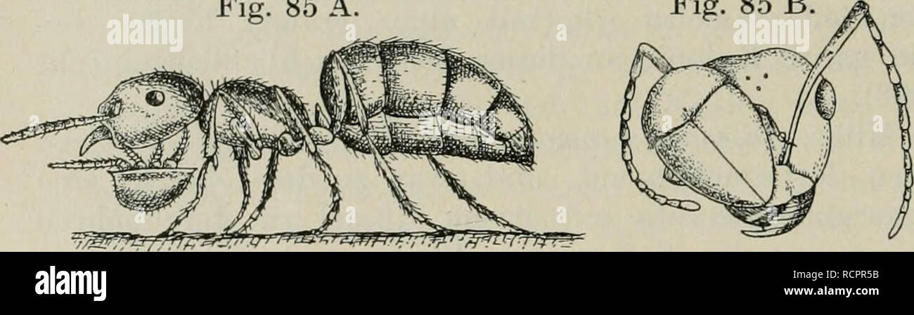 . Die Ameise. Schilderung ihrer Lebensweise. Le formiche. 250 Individuelle Symbiose. Ameisen als eine Karikatur des "echten Gastverhältnisses" (Syniphilie). Ein Seitenstück zu Äntennophorus bildet das sogenannte "lebende Halsband": d. i. eine Fliegen-(Phoriden-)Larve {Bletopinn pachy- condylae), welche normalerweise in der Halsregion der Ameisenlarven {Pücliycondyla) sich festsetzt, dieselbe wie ein Halsband umgebend (Fig. 85 C). Wenn nun die Ameisenlarve gefüttert wird, era bei Pachycond//hi durch Vorsetzen von Insektenstücken RSU. geschieht, così nimmt auch das ,,Halsband" an der Mahlz Foto Stock