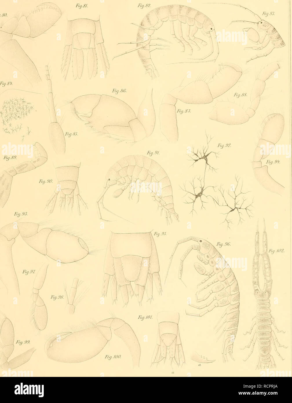 . Die Amphipoden der Kieler Bucht : nebst einer histologischen Darstellung der "Calceoli". Amphipoda. M abbiamo Acta Acad. CL. ('. G. Ja f. lontano. Vol. XL VIT. Scheda. IX. Fiij.SF1. li. H.BIanc del E. BhiTLC: Die Amphifwilen der Kiel er Bucht. Taf. ¥. liHl-Anst.vJ.G.Baclv^, Lipsia.. Si prega di notare che queste immagini vengono estratte dalla pagina sottoposta a scansione di immagini che possono essere state migliorate digitalmente per la leggibilità - Colorazione e aspetto di queste illustrazioni potrebbero non perfettamente assomigliano al lavoro originale. Blanc, Henri; Leopoldinisch-Carolinische Kaiserlich Deutsche Akademie der Naturforscher. Halle Foto Stock