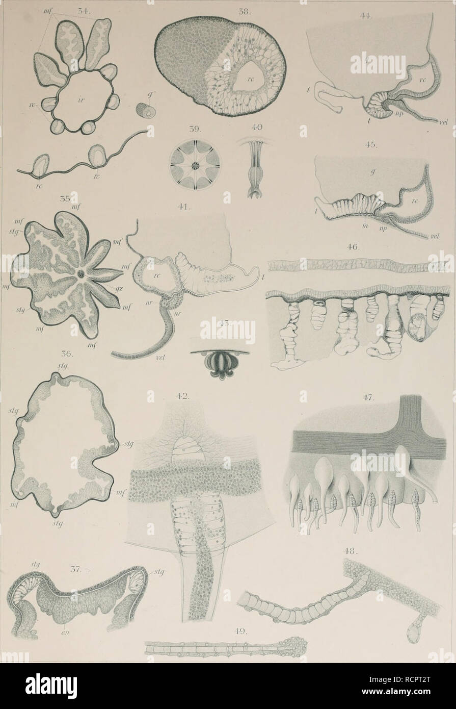 . Die acraspeden Medusen der deutschen Tiefsee-Expedition 1898-1899. Mit Tafel I-VIII. Meduse. IO HO-XPEDITION i; VA.'H()l-[-I-:N: TRaCI1YMHDUSAE toccare. Xll. 34-38, 4.I-47- ^''o-' 'FAF.IV. /2. Colubou,: Maliereas jiii. Si prega di notare che queste immagini vengono estratte dalla pagina sottoposta a scansione di immagini che possono essere state migliorate digitalmente per la leggibilità - Colorazione e aspetto di queste illustrazioni potrebbero non perfettamente assomigliano al lavoro originale. VanHöffen, Ernst, 1858-. [Jena, G. Fischer Foto Stock