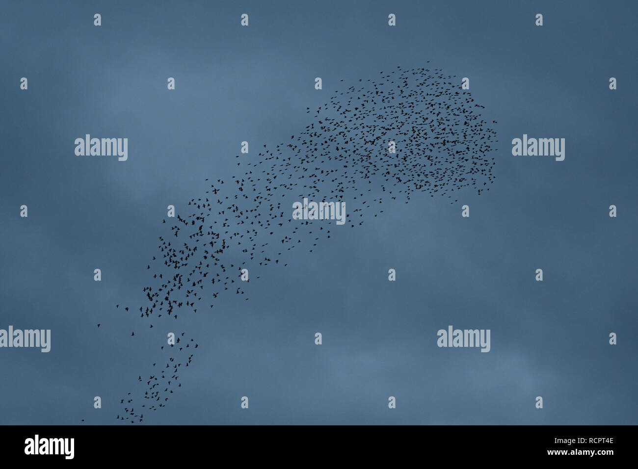 Starling murmuration a Attenborough riserva naturale. Foto Stock