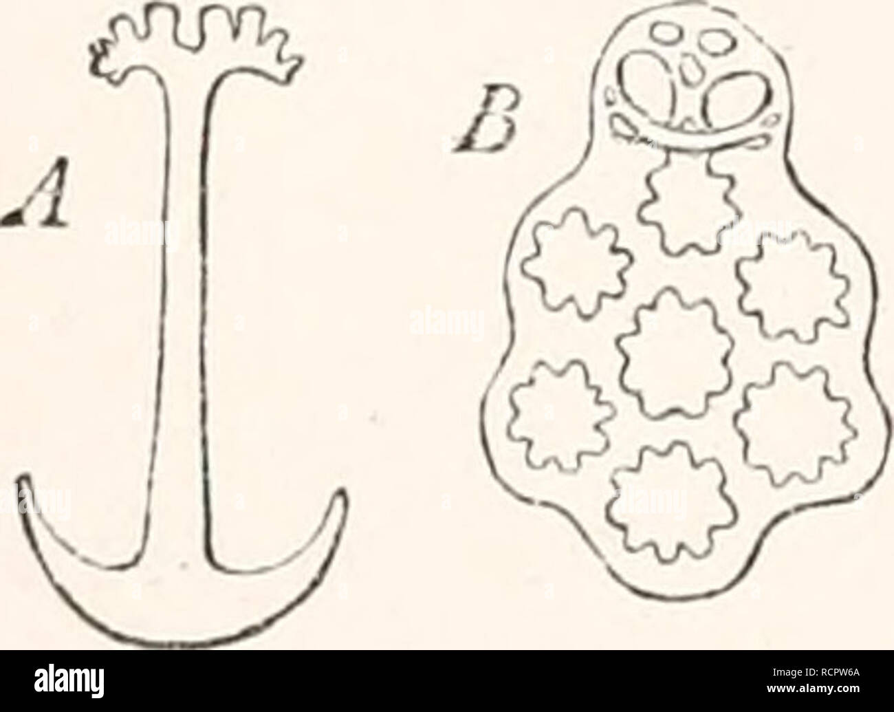. Elementi di anatomia comparata. Anatomia di confronto. Fig. 104. Pedicellaria! OfEcliiuus saxa- t i 1 i s. Un Pedicel- laria con la sua pinza- bracci aperti ; B con loro chiuso (dopo Erdl). ambulacral canal, e così il punto di una affinità con questo scheletro. Lo scheletro dell'apparato masticatorio nel Echino'ida e Clypeastrida è da considerarsi come un autonomo sviluppo; esso circonda l'inizio dell'enteron, e consiste di un certo numero di blocchi calcarei collegati insieme come una impalcatura. Dorso-simili processi sono collegati con il tegumento in Echino'ida, nonché in th Foto Stock