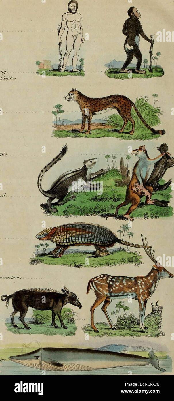 . Dictionnaire pittoresco d'histoire Naturelle et des phÃ©nomÃ¨nes de la natura. yy. 3^ s. Ho Ordres y^'"Bimancs ti'!'Homme â Ã! 0 â s 'N ,s- .'J'' Carnassiers G'^"C/I/l'hiil yi/ppan/ ^."arsiipraxrx (r'/Snri jiip Â° lloDo;eiu- s &AMP;"". Ecureuil Erufciii/ pa/iiUile li'. E ieutÃ©s ert '.' PacliYderuios 0' FlitiscochÅre l'ha.tcorhnrv /laroui (yRuiuinams Cr''Ceif Cerf (Jjrts &LT;f. Cà©laccs ('/'/la/ei/)0//eÃ¨f(' BaU'iiip li hev ^,. KVeH; i;,c. M ajiijiialorie o. Si prega di notare che queste immagini vengono estratte dalla pagina sottoposta a scansione di immagini che possono essere state migliorate digitalmente per readabil Foto Stock