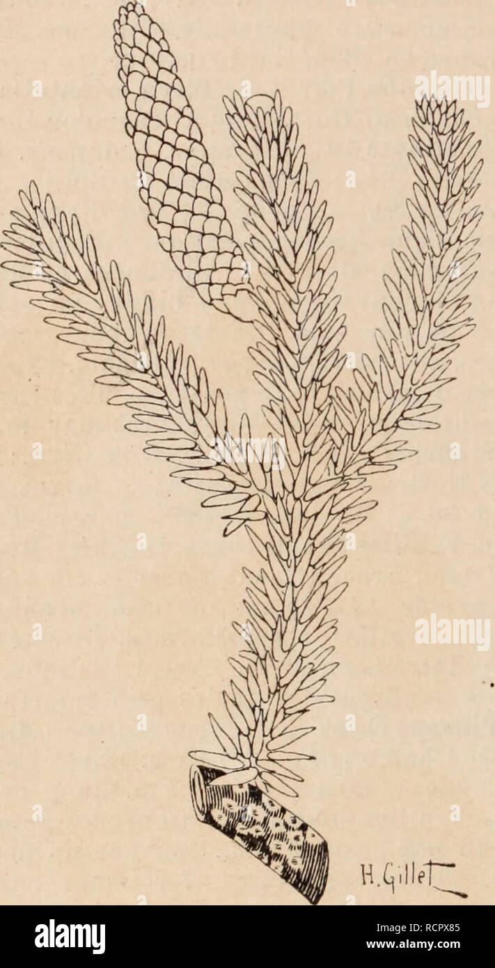 . Dictionnaire d'orticoltura illustrÃ© / par D. Bois prÃ©faccia de Maxime Cornu avec la collaboration de E. AndrÃ© ... [Et al.].. Orticoltura; dizionari.. ABIES. Â 12 â ABRAXAS.* drique, 9 cm. sur 2 1 /-j cm. BractÃ©es obovales, serrulÃ©es, Ã mucron rÃ©flÃ©chi. Introd. en 3879. Trí¨s rustique. A. Schrenkiana Lindl. et Gord. Voir Picea Schrenkiana. A. sibirica Ledeb.. S. de SibÃ©rie. [Syn. : Abies Pichta Forb.] â III. H., t. 500; Ford. Pinet., t. 37. Â SibÃ©rie et AltaÃ¯. Â 15 Ã 20 m. Port de VA. pectinata, mais plus petit dans toutes ses parti. Cà'ne Ã bractÃ©es incluses. Croissance len Foto Stock