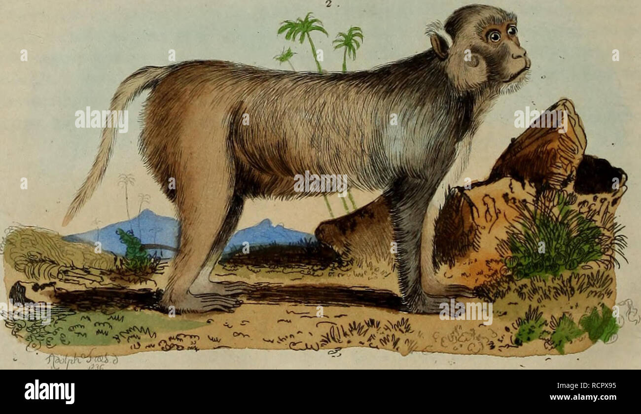 . Dictionnaire pittoresco d'histoire Naturelle et des phénomènes de la natura. . J^. Macaco cLinois del cofano 2. rlicsus . 3.Macareux . ^ uxj 'U3^ u/yy0jJ^ .i. Si prega di notare che queste immagini vengono estratte dalla pagina sottoposta a scansione di immagini che possono essere state migliorate digitalmente per la leggibilità - Colorazione e aspetto di queste illustrazioni potrebbero non perfettamente assomigliano al lavoro originale. Guérin-Méneville, F. -E. (Félix-Edouard). Parigi Foto Stock