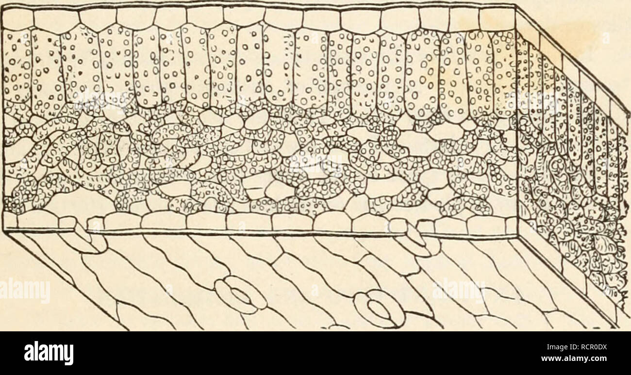 . Gli elementi di botanica per i principianti e per le scuole. La botanica. Sezione 16.] Anatomia delle foglie. U3 polpa verde, ed è quasi la stessa come strato di verde della corteccia. In modo che la foglia può abbastanza correttamente essere considerato come una sorta di espansione del materiale fibroso e strati di verde della corteccia. Esso non ha un corretto strato corky; ma il tutto è coperto da una pelle trasparente o epidermide, somigliante a quella dello stelo. 440. Le cellule della foglia sono di varie forme, raramente in modo compatto come per formare una stretta il tessuto cellulare, di solito collocati in modo lasco, almeno nella parte inferiore, in modo da dare abbondanti spazi intermedi Foto Stock