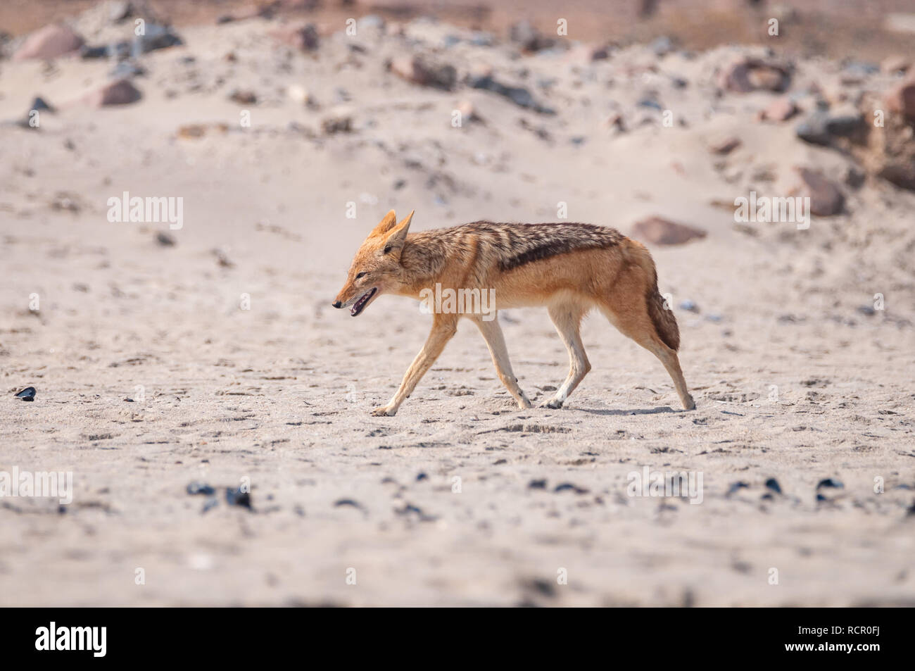 Nero-backed jackal, Canis mesomelas, sulla spiaggia Foto Stock