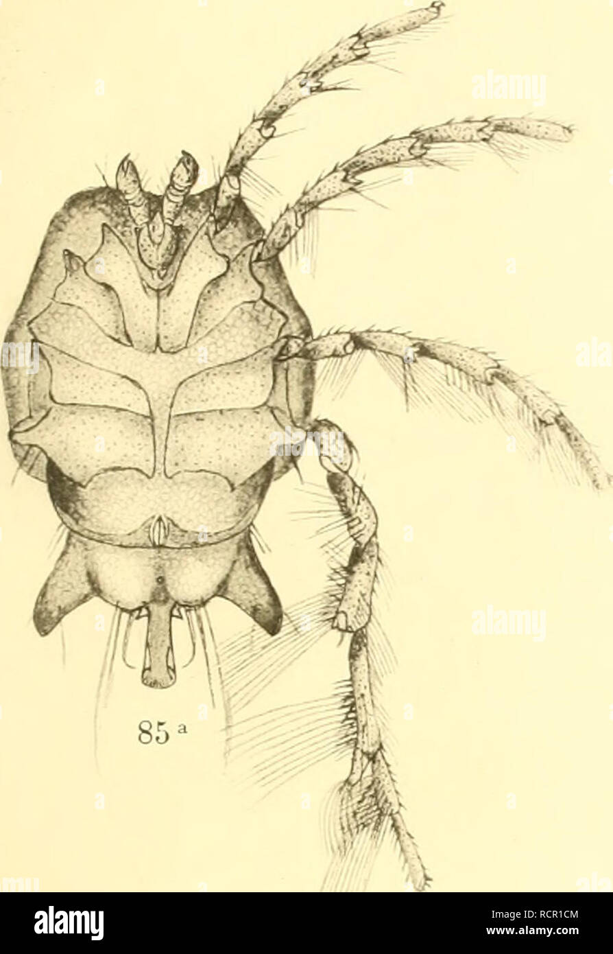 . Deutschlands Hydrachniden. Hydrachnidae; gli acari. Zoologica XXII. Taf. XXXIII.. Si prega di notare che queste immagini vengono estratte dalla pagina sottoposta a scansione di immagini che possono essere state migliorate digitalmente per la leggibilità - Colorazione e aspetto di queste illustrazioni potrebbero non perfettamente assomigliano al lavoro originale. Piersig, R. Stuttgart : E. Nägele Foto Stock