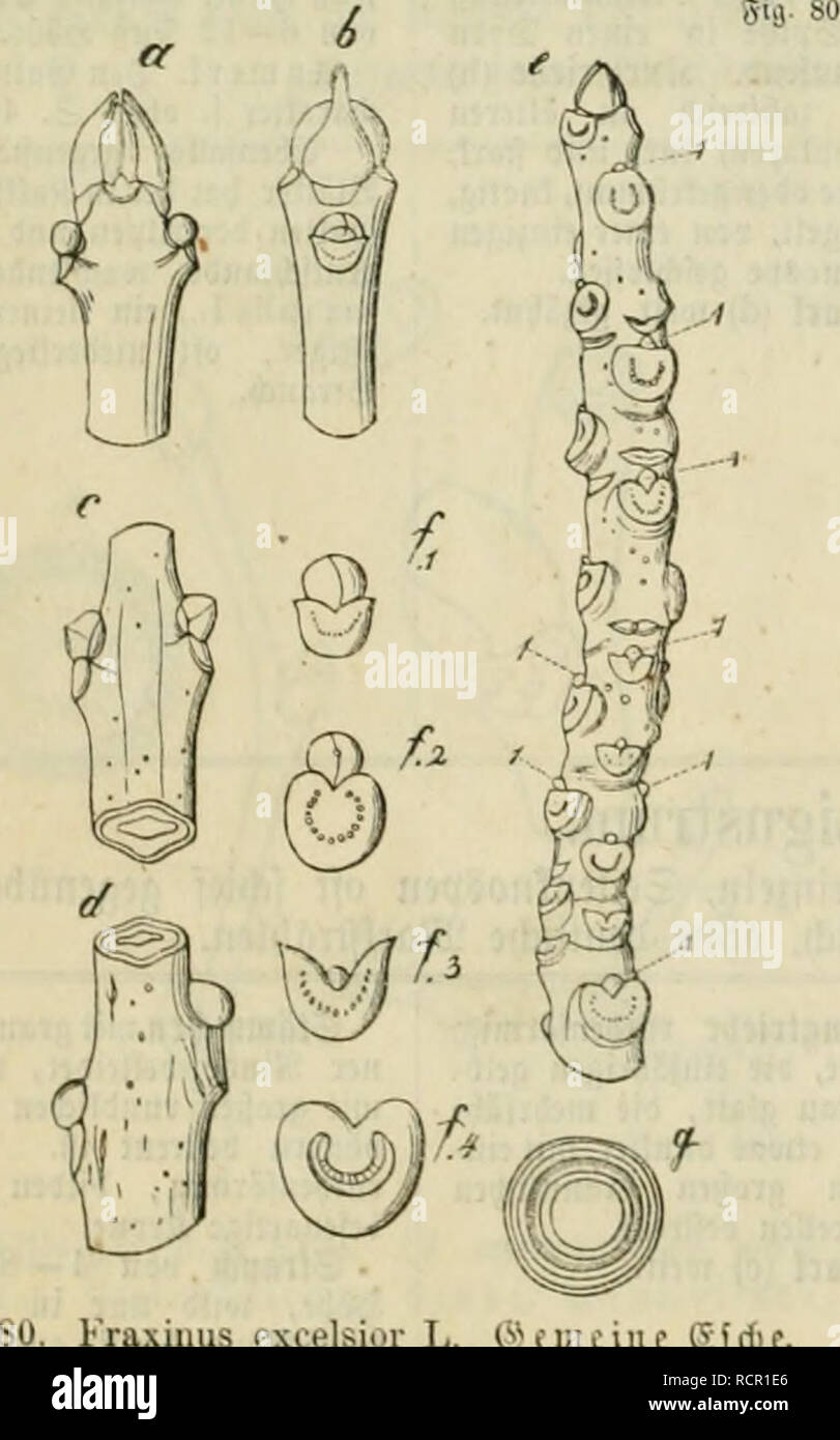 . Deutschlands LaubhÃ¶lzer im inverno. Ein Beitrag zur Forstbotanik. SllO^^ien (a) eifijrmig, fpi^, sfera) groÃ, balb flcin, grÃ¼n ctcr Tctblid), @cttcnfno4H&GT;cn al'ftcljciit. Xc(Ifdnn.')."cit breit iiiib tpi^, am Ã¤tÃ¼cfcn gcrielt, ()Ã¤iitiiv SBlottitaric (b) tenfvcrfit um jicnilicf) ftavf ypvjpviii genbcii Miffcn. '.' TUc 3lÂ"ciflC ho lauter i'aiigÂ") triebe lang, cie eiibftÃ¤ntigcn iiiit&GT; bcieiibcr* Mc ftilanfen 5tocflolibeii rutbcnfiJrmig, tic eiiijalnigen olipengvÃ¼n, bie mcl)rjÃ¤l)vigcu grÃ¼nlii^ â trau; alle mit fleincn beH' braimeii V'eiiticellen bcftreiit. DJJarf ((â ) weit. "9. Foto Stock