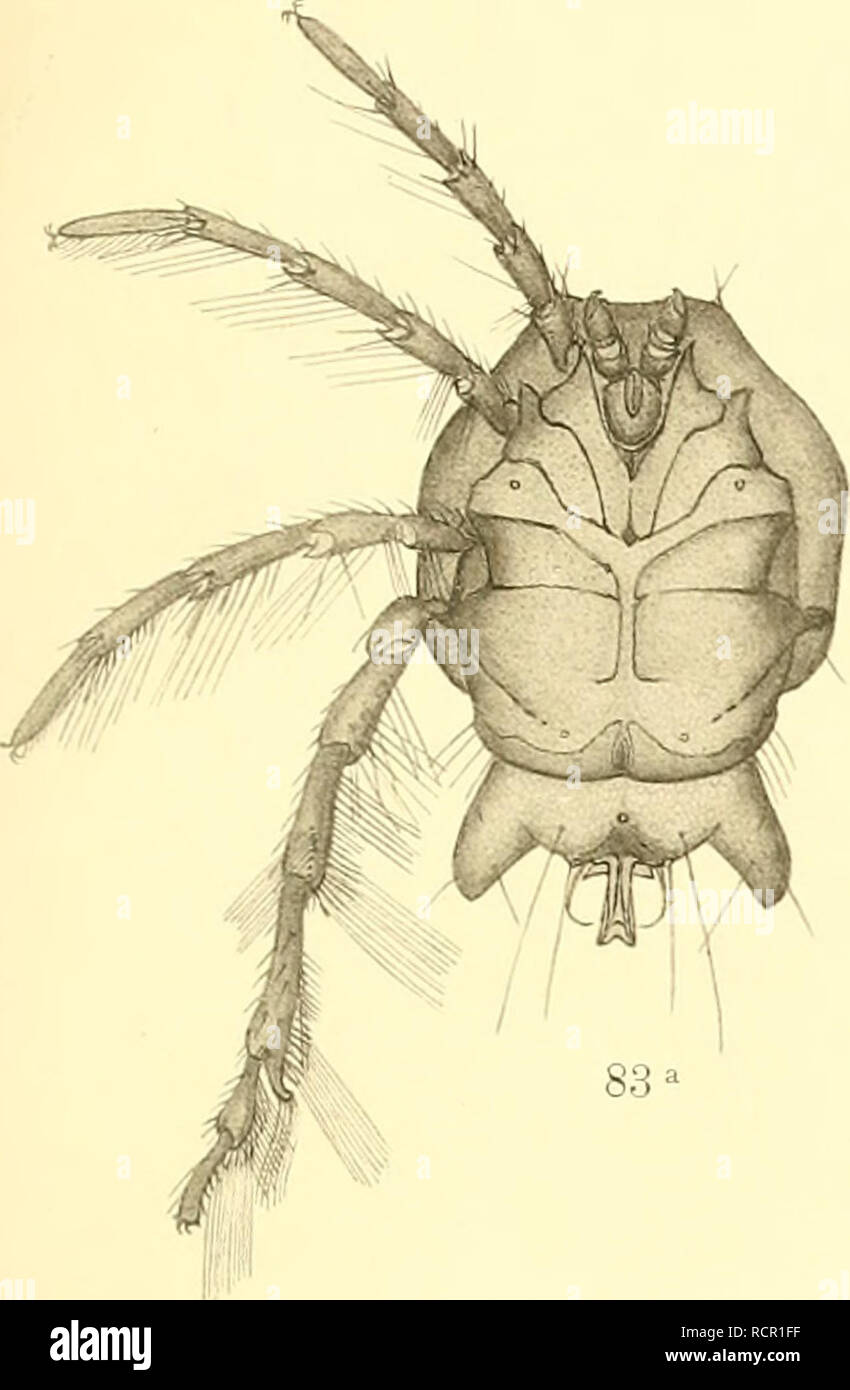 . Deutschlands Hydrachniden. Hydrachnidae; gli acari. Zoologica XXII. Taf. XXXII.. Si prega di notare che queste immagini vengono estratte dalla pagina sottoposta a scansione di immagini che possono essere state migliorate digitalmente per la leggibilità - Colorazione e aspetto di queste illustrazioni potrebbero non perfettamente assomigliano al lavoro originale. Piersig, R. Stuttgart : E. Nägele Foto Stock