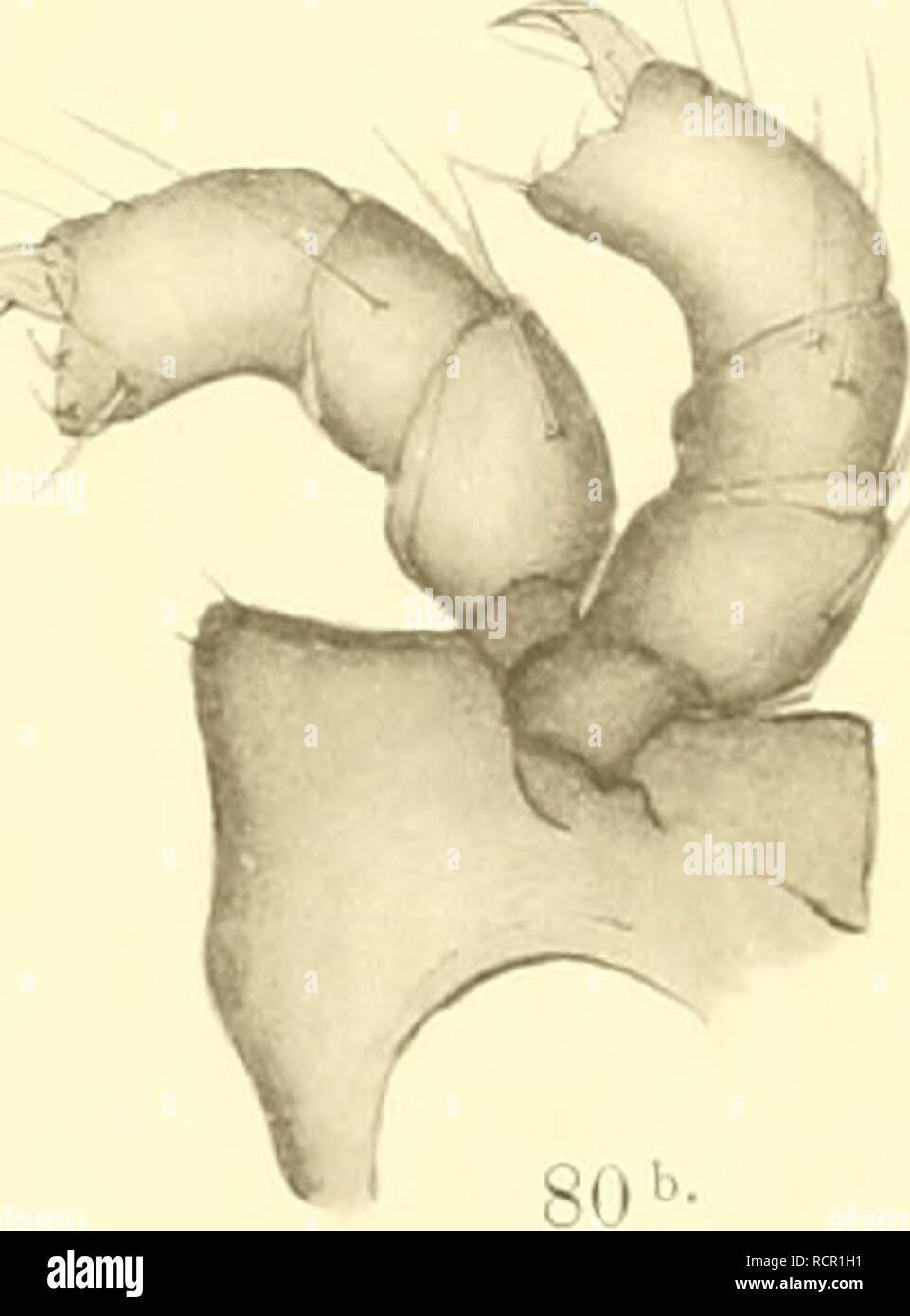 . Deutschlands Hydrachniden. Hydrachnidae; gli acari. . Si prega di notare che queste immagini vengono estratte dalla pagina sottoposta a scansione di immagini che possono essere state migliorate digitalmente per la leggibilità - Colorazione e aspetto di queste illustrazioni potrebbero non perfettamente assomigliano al lavoro originale. Piersig, R. Stuttgart : E. Nägele Foto Stock