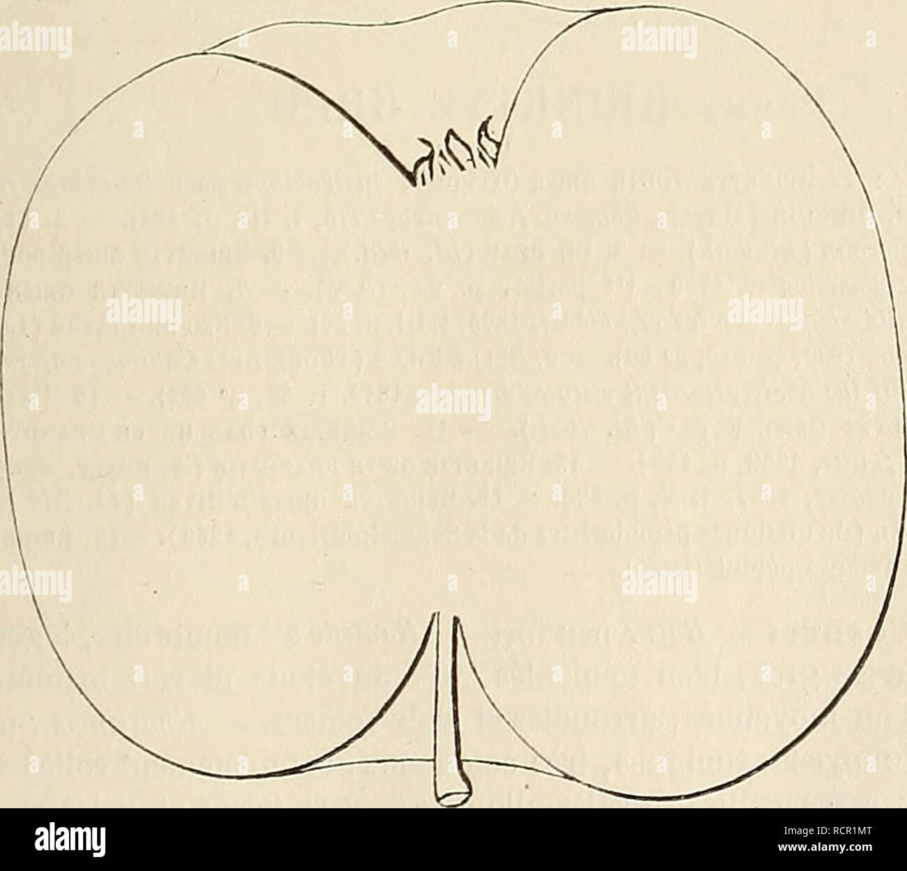 . Dictionnaire de pomologie : contenant l'histoire, la descrizione, la figura di frutti des Anciens et des frutti modernes les plus gÃ©nÃ©ralement connus et cultivÃ©s. Frutta. REI [reinette gomI 683 406. Pomme REINETTE DE GOMONT. Synonymes. Â Pommes: 1. Gaumont (AndrÃ© Leroy, catalogo de culture, 1849, p. 20; â PÍ©piniÃ¨res de la SociÃ©tÃ© Van Mons, catalogo gÃ©nÃ©ral 1854, t. I, p. 56; â et Charles Downing, tke Frutti e alberi da frutto di America, 1869, p. 188). Â 2. REINETTE DE GoMHONT (Hardy, TraitÃ© de la taille des arbres fruitiers, 1853, p. 287). Descrizione de l'arbre. Â Bois : de force m Foto Stock