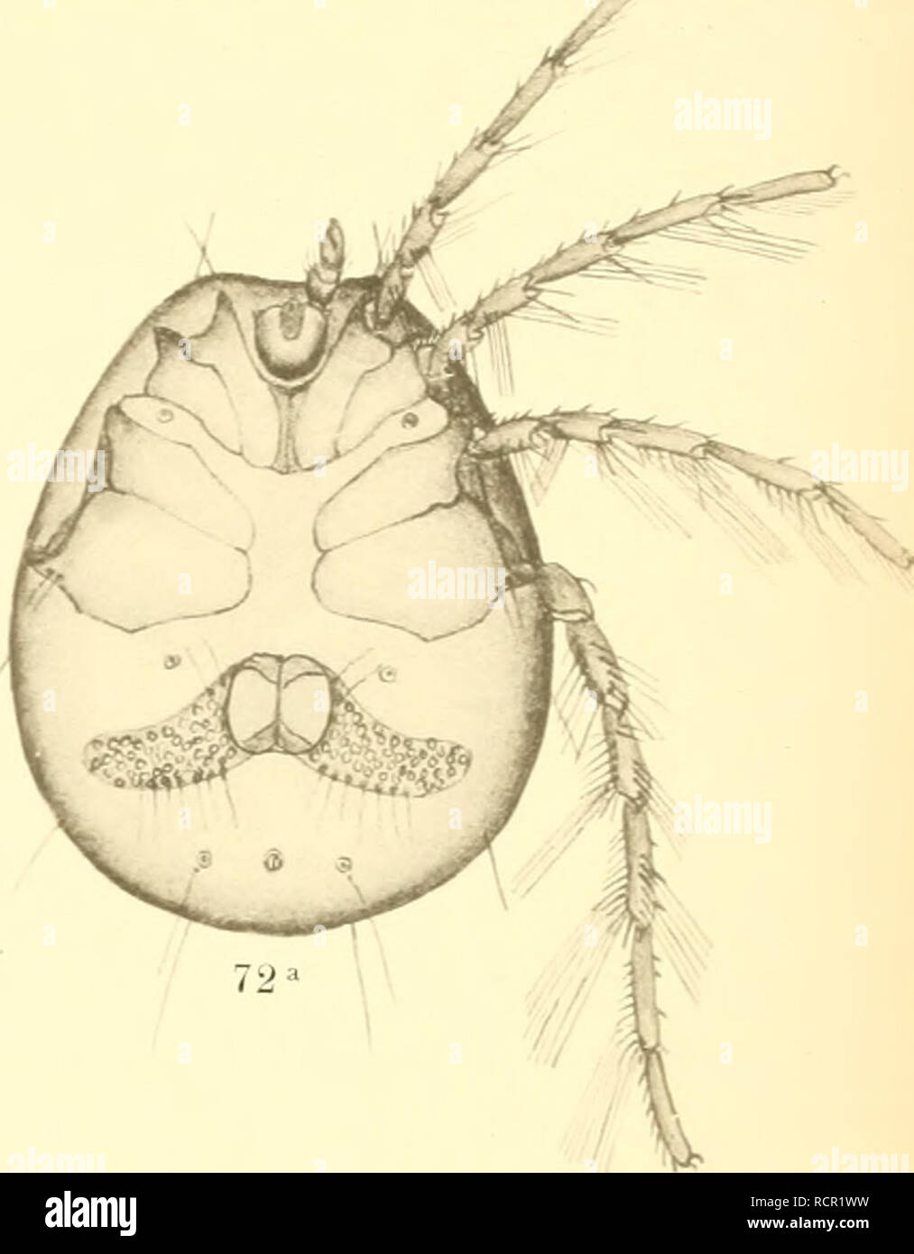 . Deutschlands Hydrachniden. Hydrachnidae; gli acari. . Si prega di notare che queste immagini vengono estratte dalla pagina sottoposta a scansione di immagini che possono essere state migliorate digitalmente per la leggibilità - Colorazione e aspetto di queste illustrazioni potrebbero non perfettamente assomigliano al lavoro originale. Piersig, R. Stuttgart : E. Nägele Foto Stock